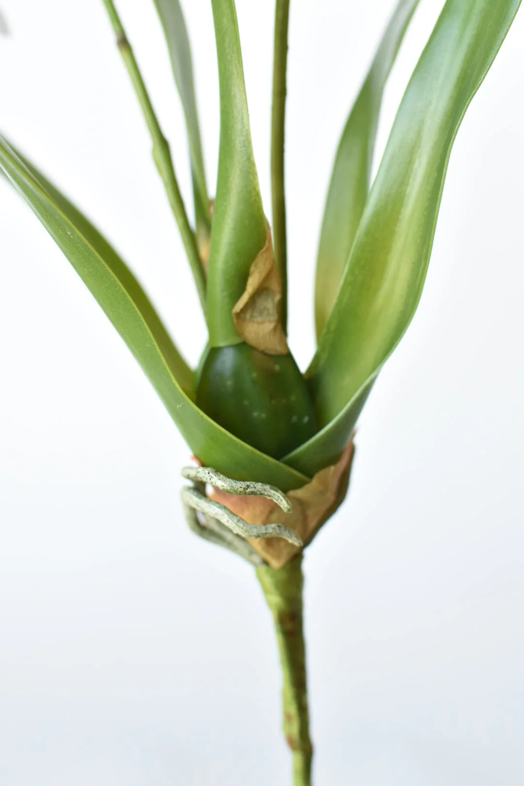 House of JSD 16" Faux Mini Orchid Stem with Leaves & Roots - Image 6