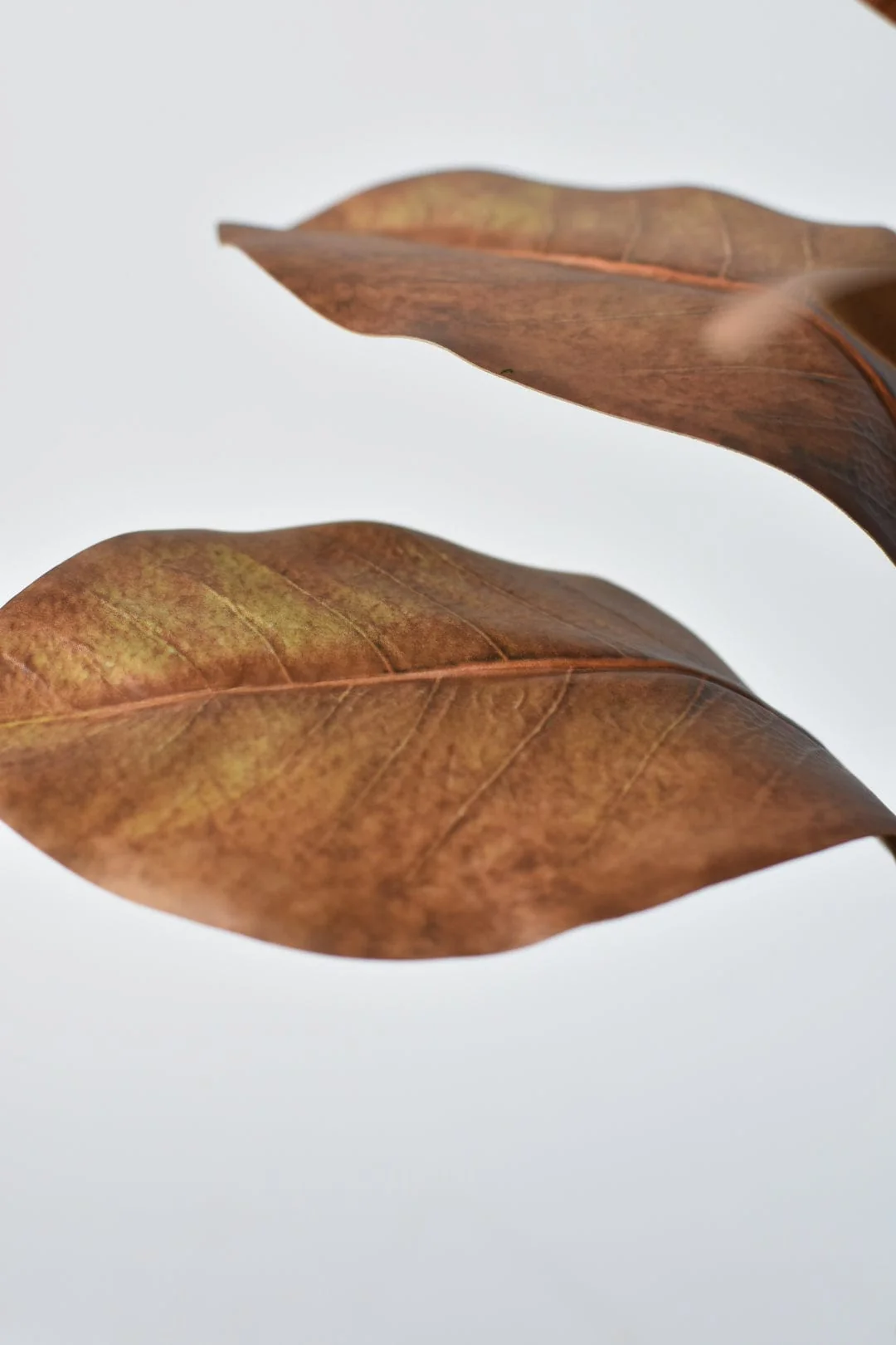 21" Faux Magnolia Leaf Stem : Tobacco - Image 3