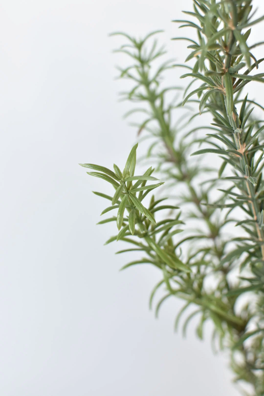 24" Faux Rosemary Bush - Image 3