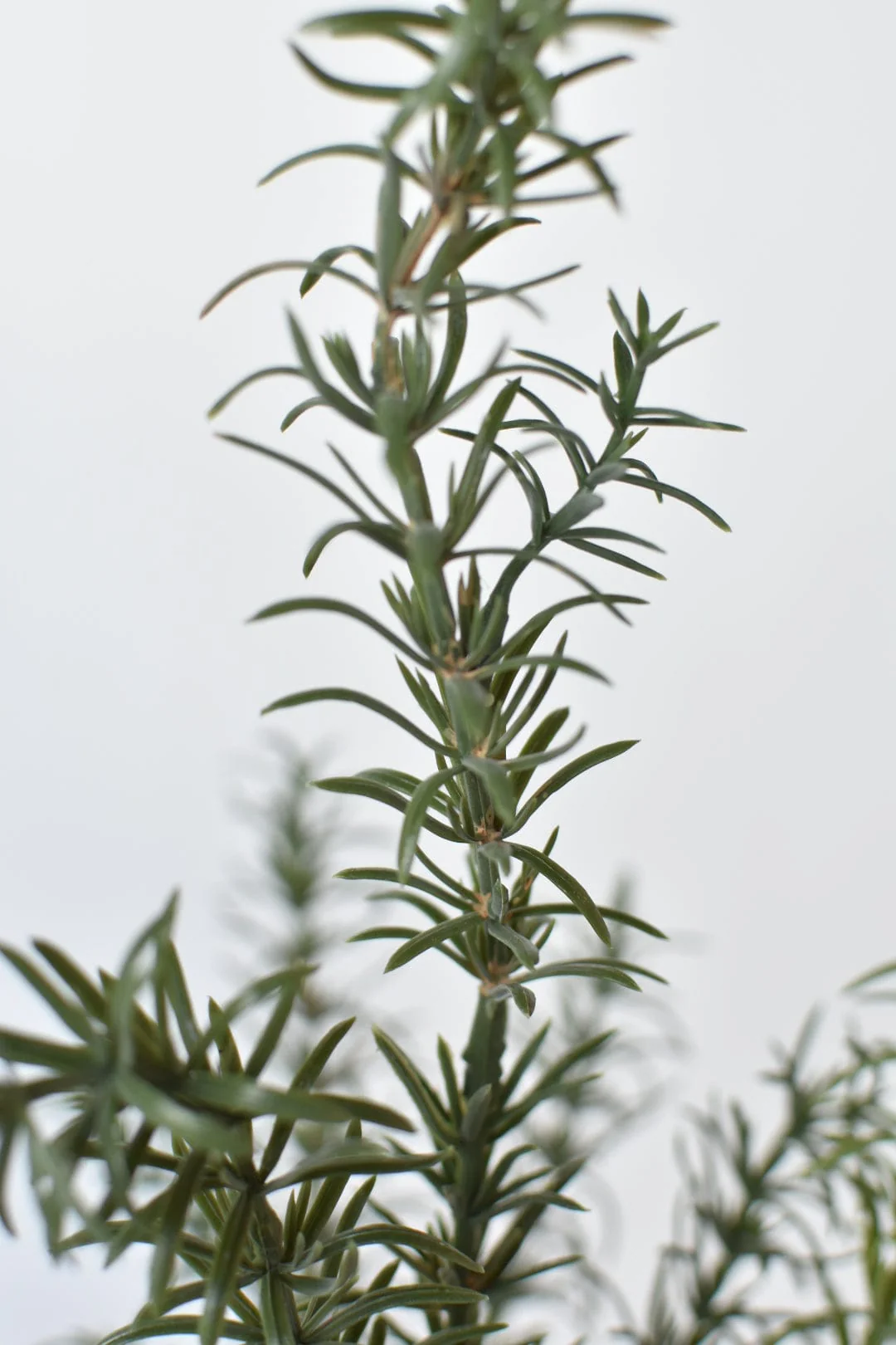 24" Faux Rosemary Bush - Image 5