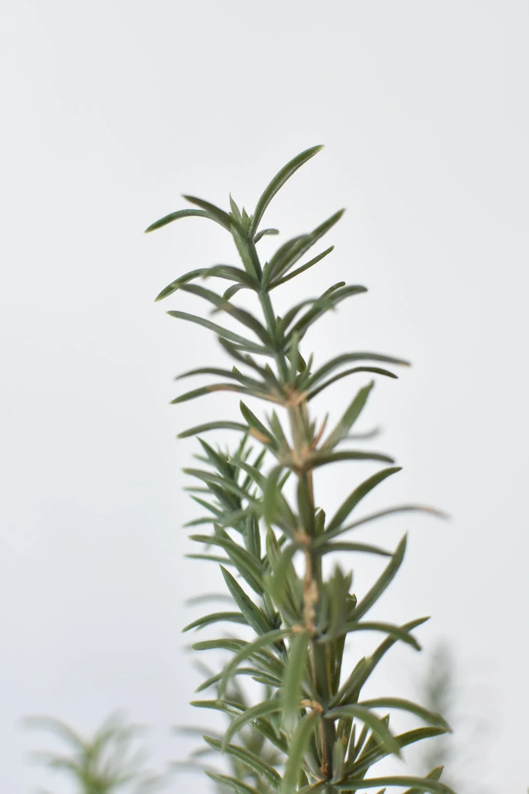 24" Faux Rosemary Bush - Image 6