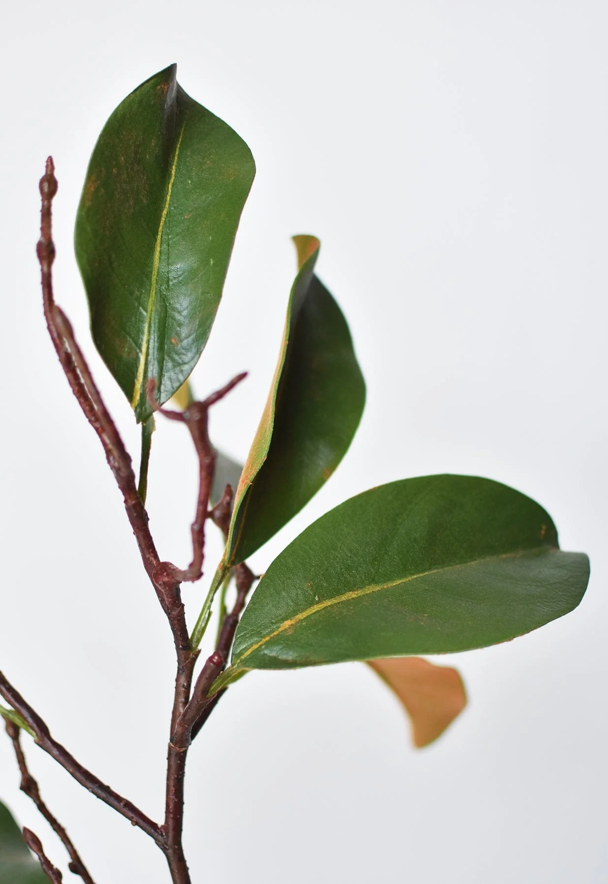 26" magnolia leaf branch - Image 6
