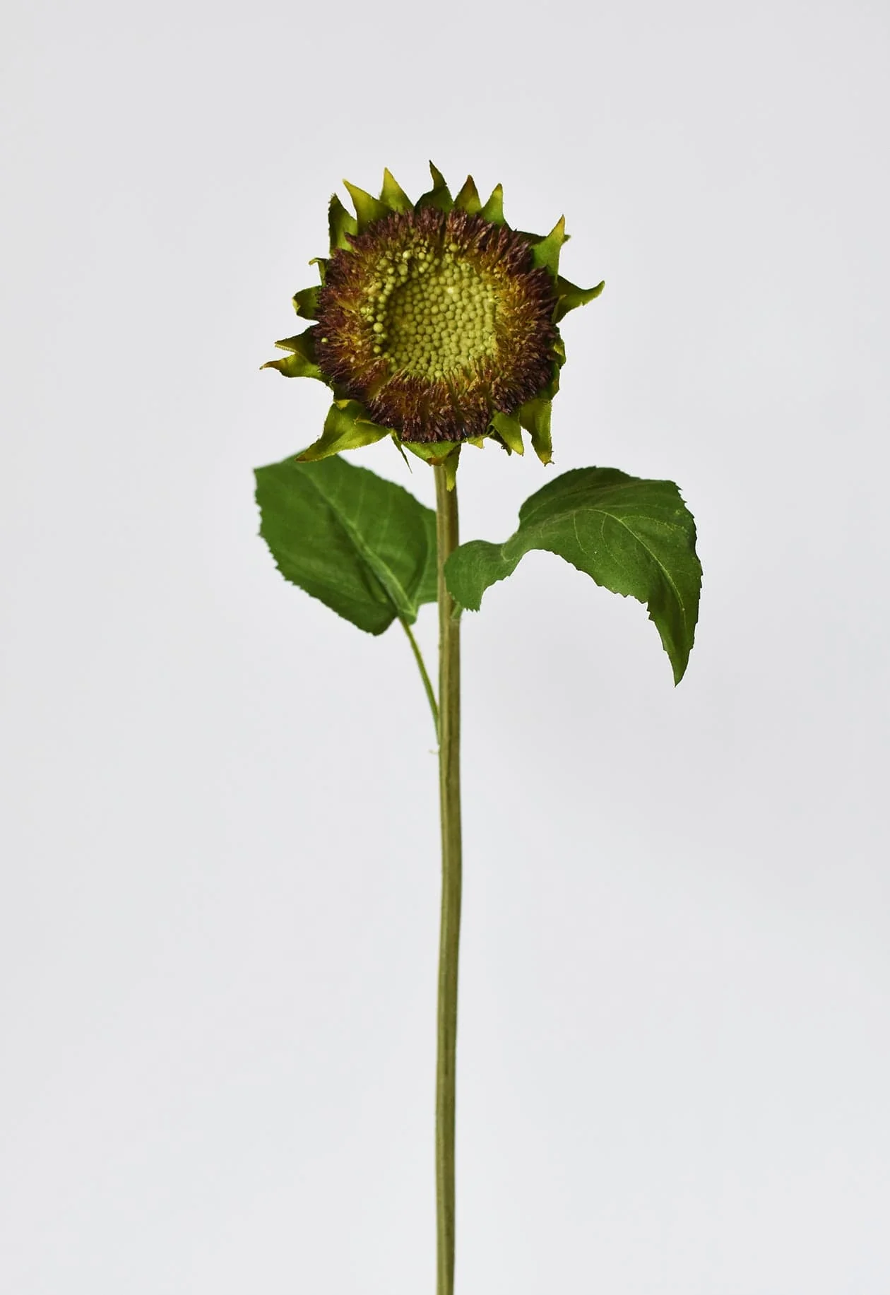 28" Aged Brown Sunflower Stem - Image 4
