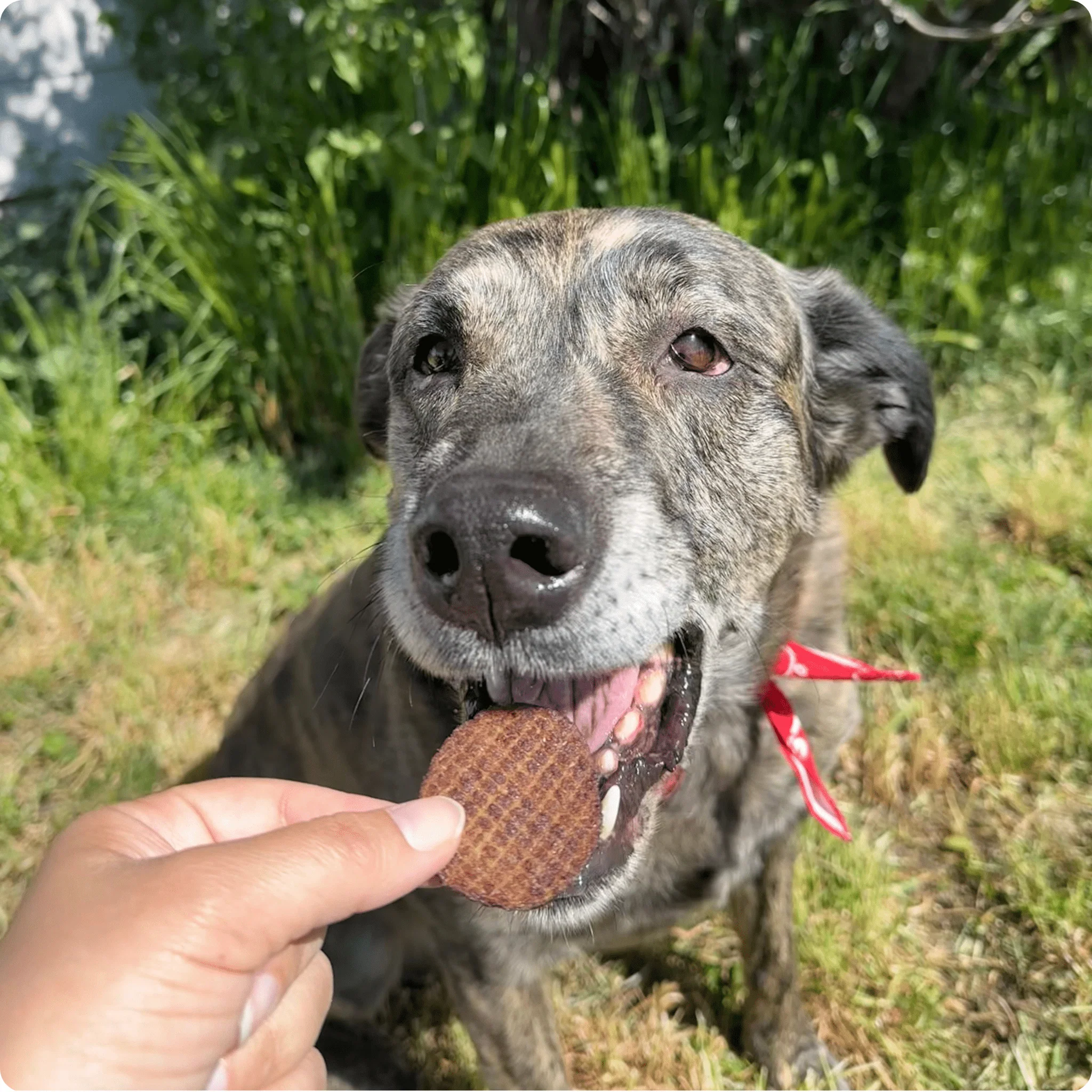 Farm To Pet Single-Ingredient Beef Chips Dog Treats - Image 10