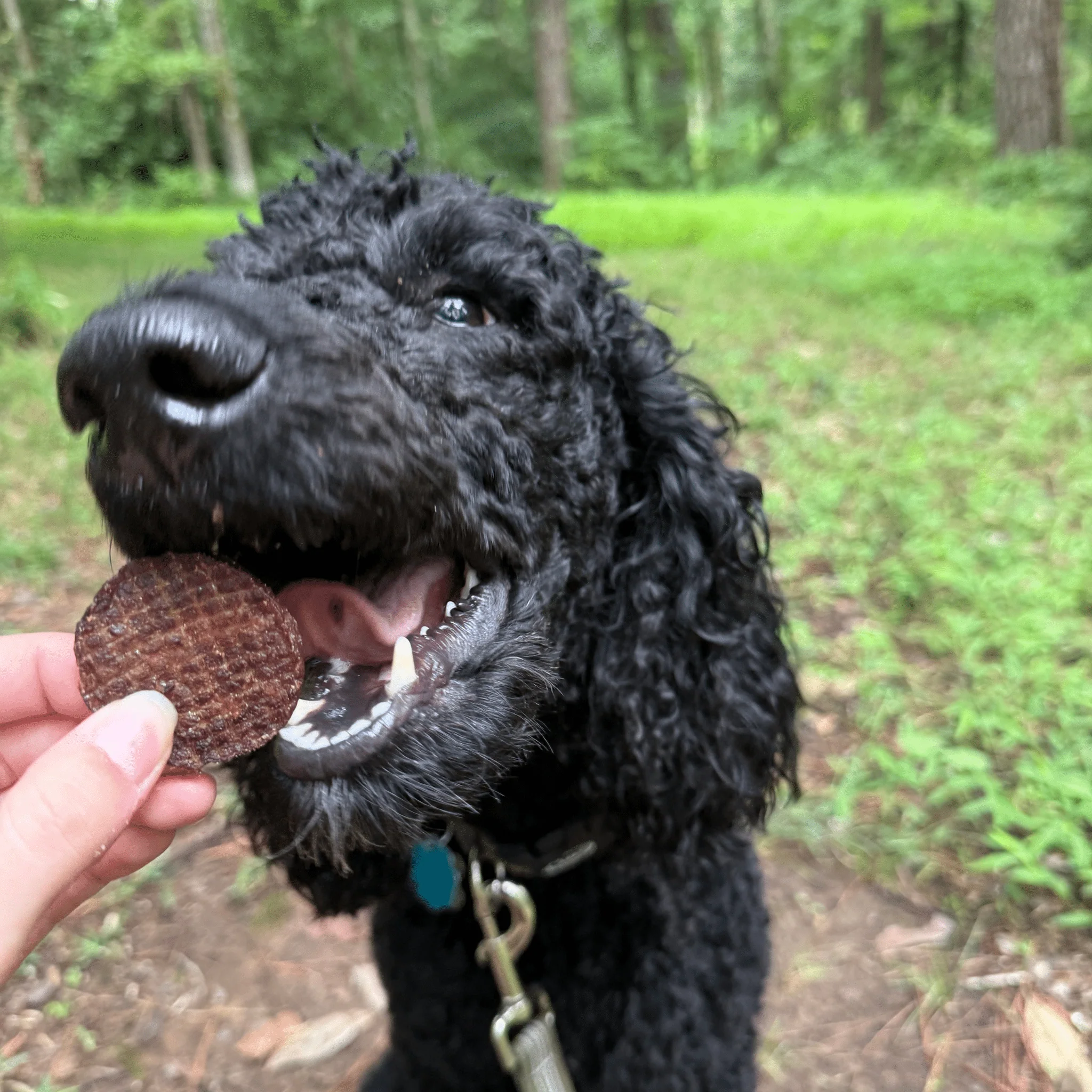 Farm To Pet Single-Ingredient Beef Chips Dog Treats - Image 9