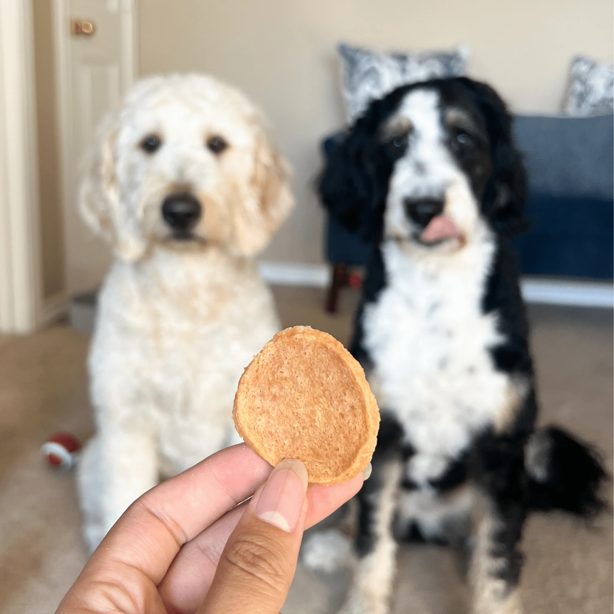 Farm To Pet All-Natural Single-Ingredient Chicken Chips Dog Treats - Image 10