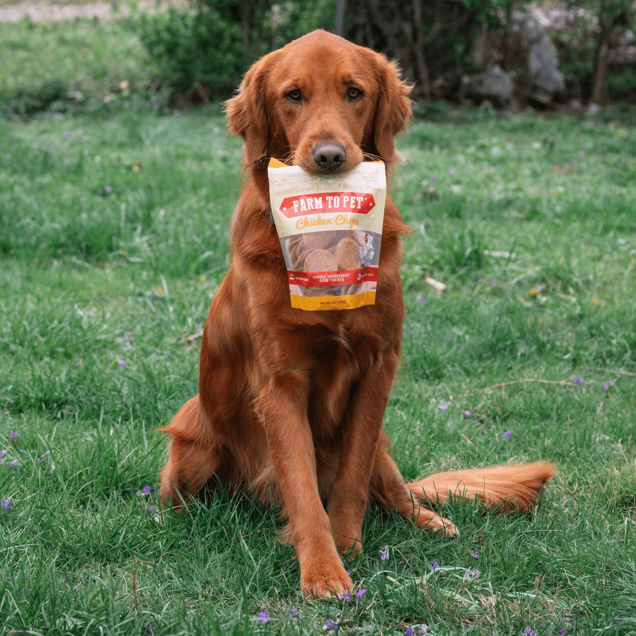 Farm To Pet All-Natural Single-Ingredient Chicken Chips Dog Treats - Image 7