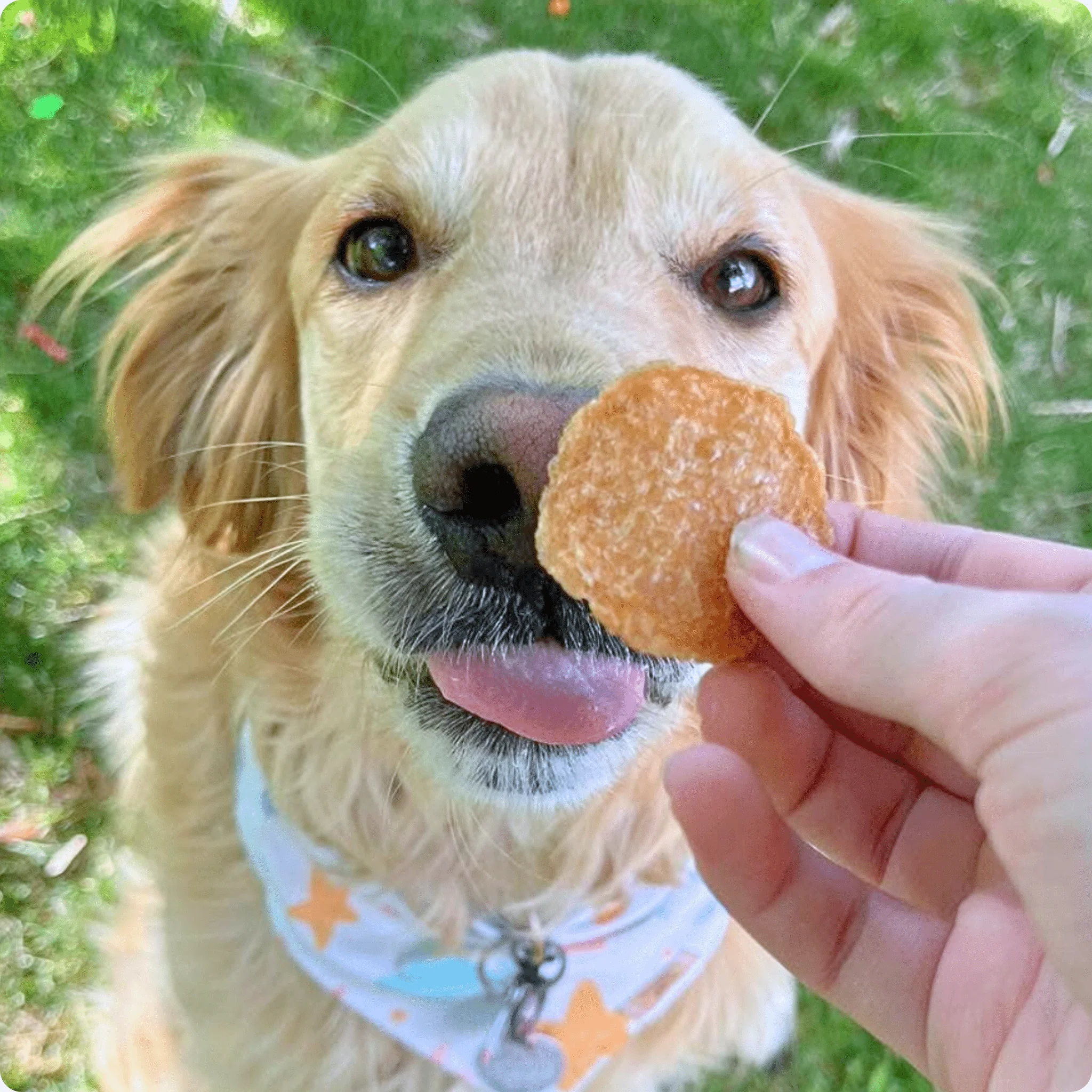 Farm To Pet All-Natural Single-Ingredient Chicken Chips Dog Treats - Image 8