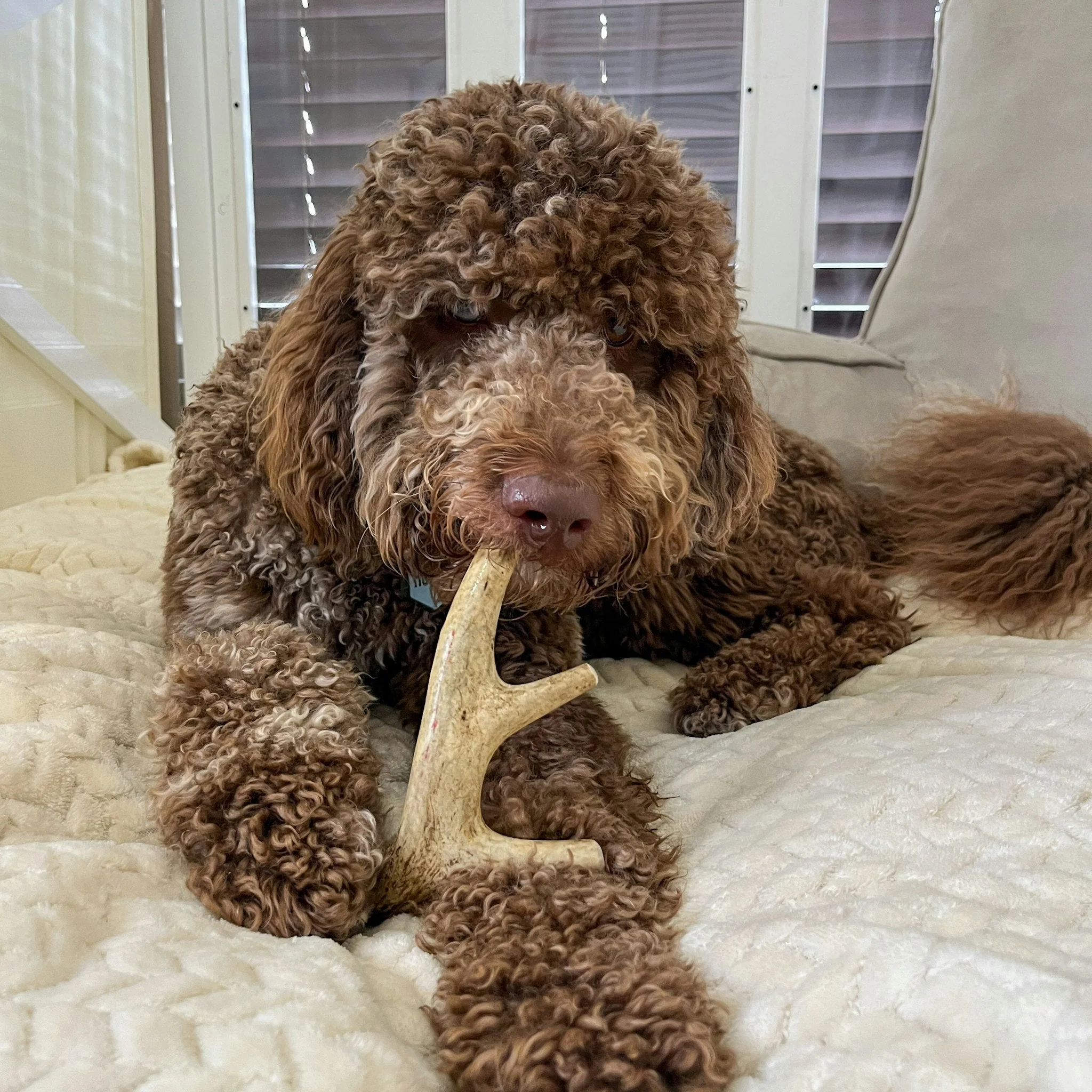 Farm To Pet Choice of Organic Deer Antler Dog Chew - Image 13
