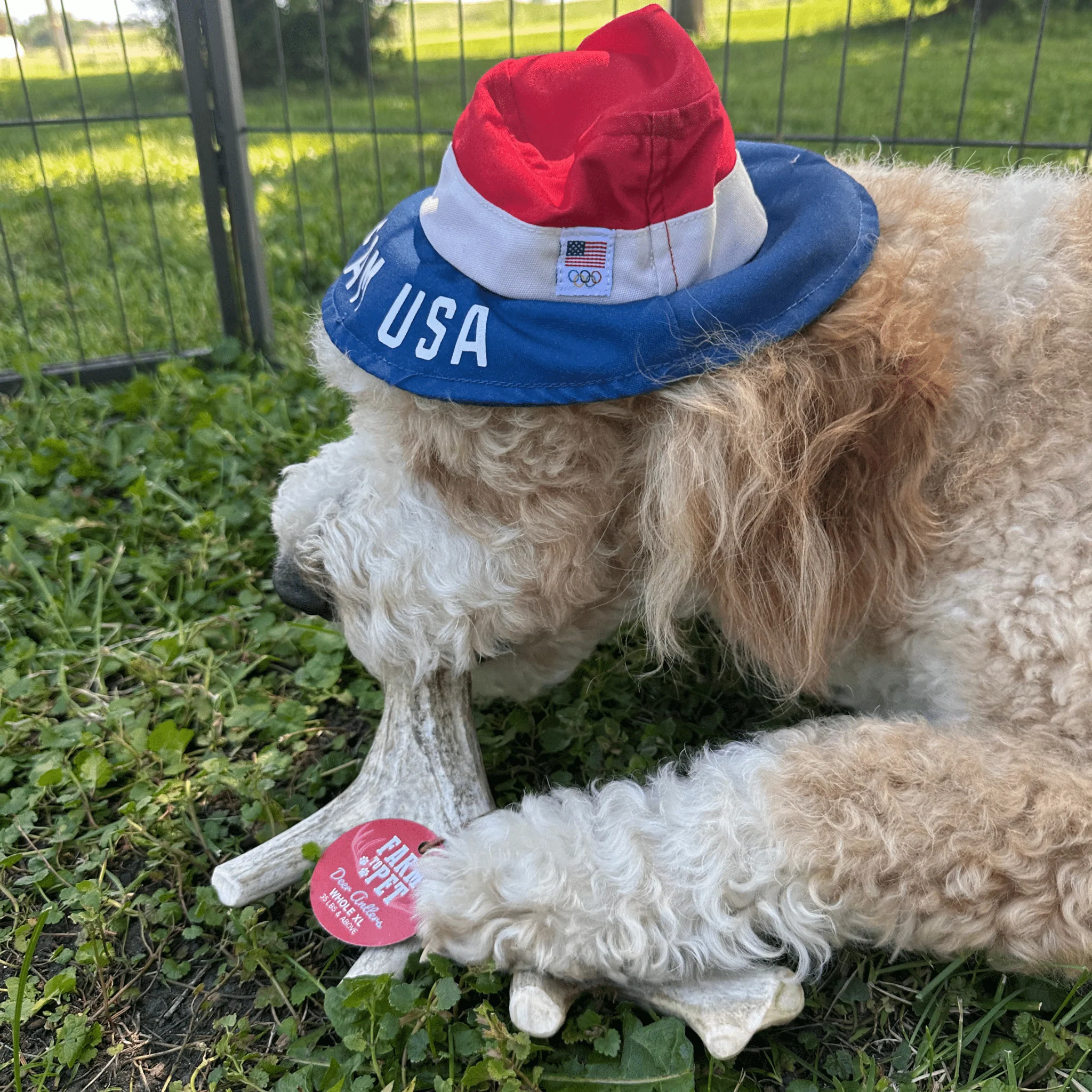 Farm To Pet Choice of Organic Deer Antler Dog Chew - Image 14