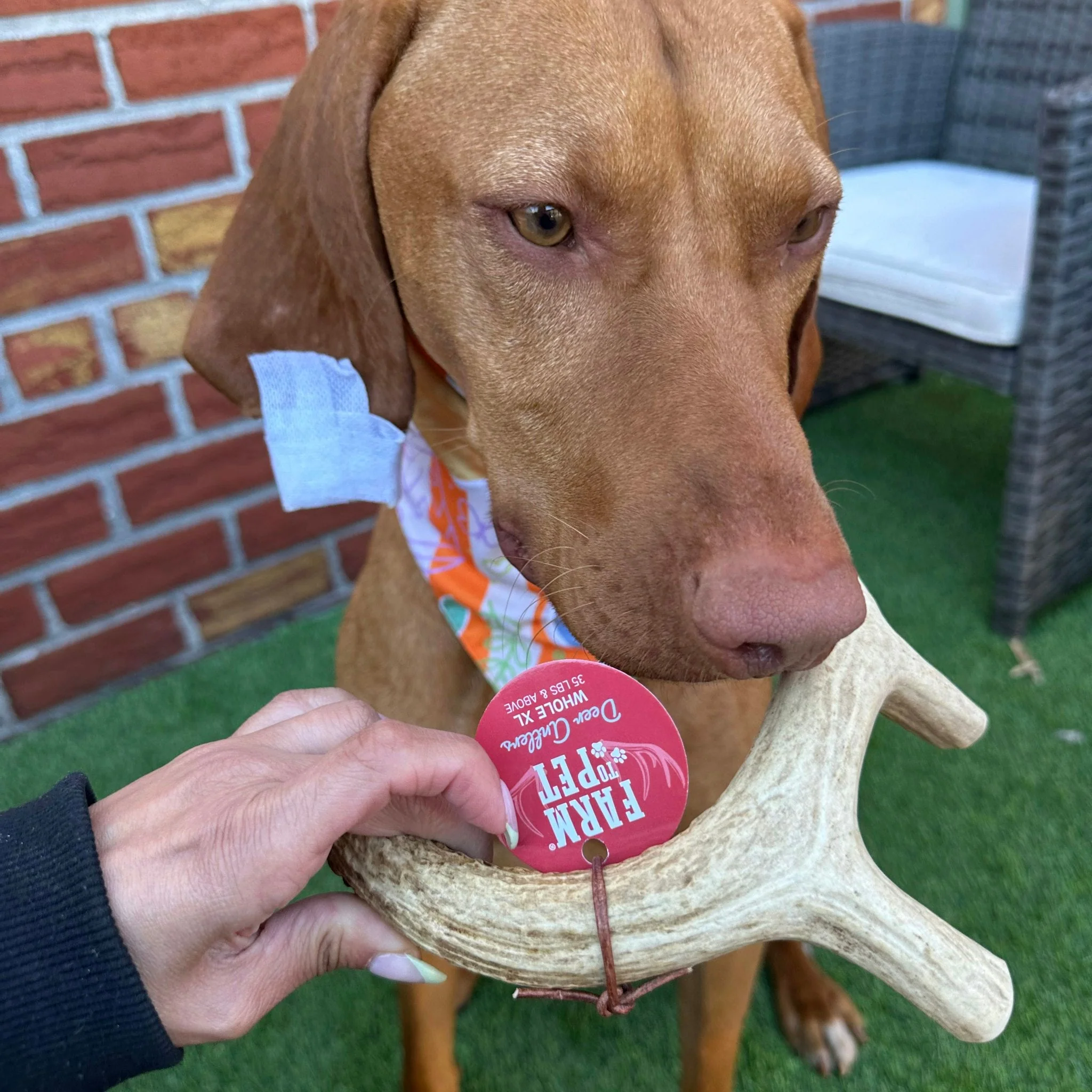 Farm To Pet Choice of Organic Deer Antler Dog Chew - Image 15