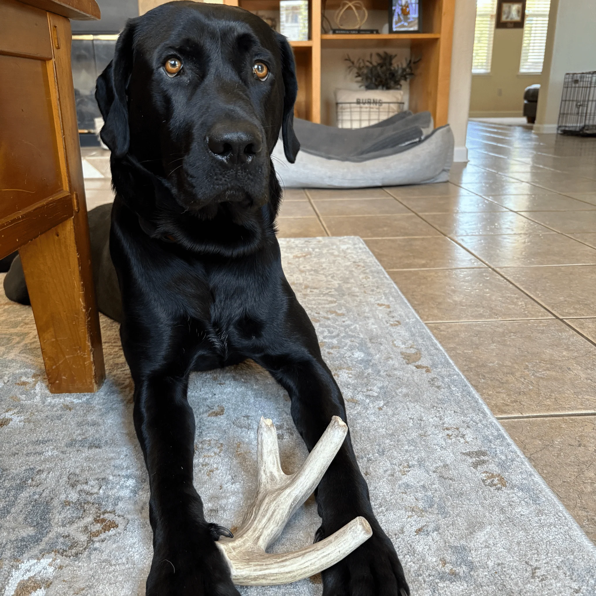 Farm To Pet Choice of Organic Deer Antler Dog Chew - Image 16