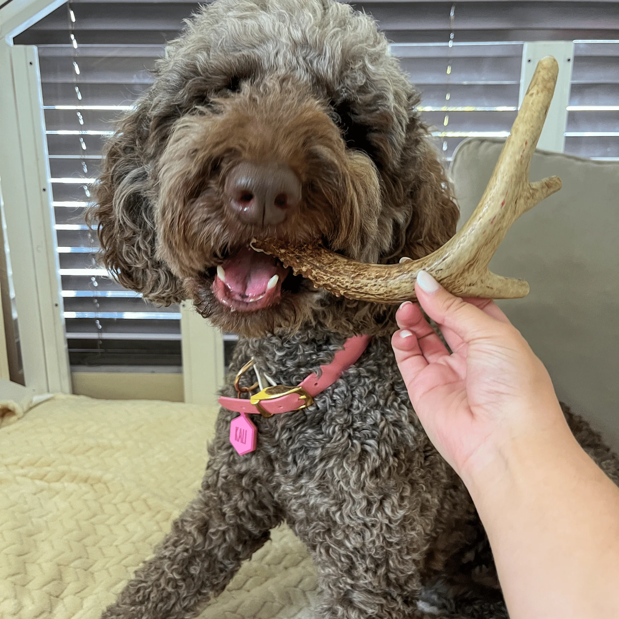 Farm To Pet Choice of Organic Deer Antler Dog Chew - Image 17