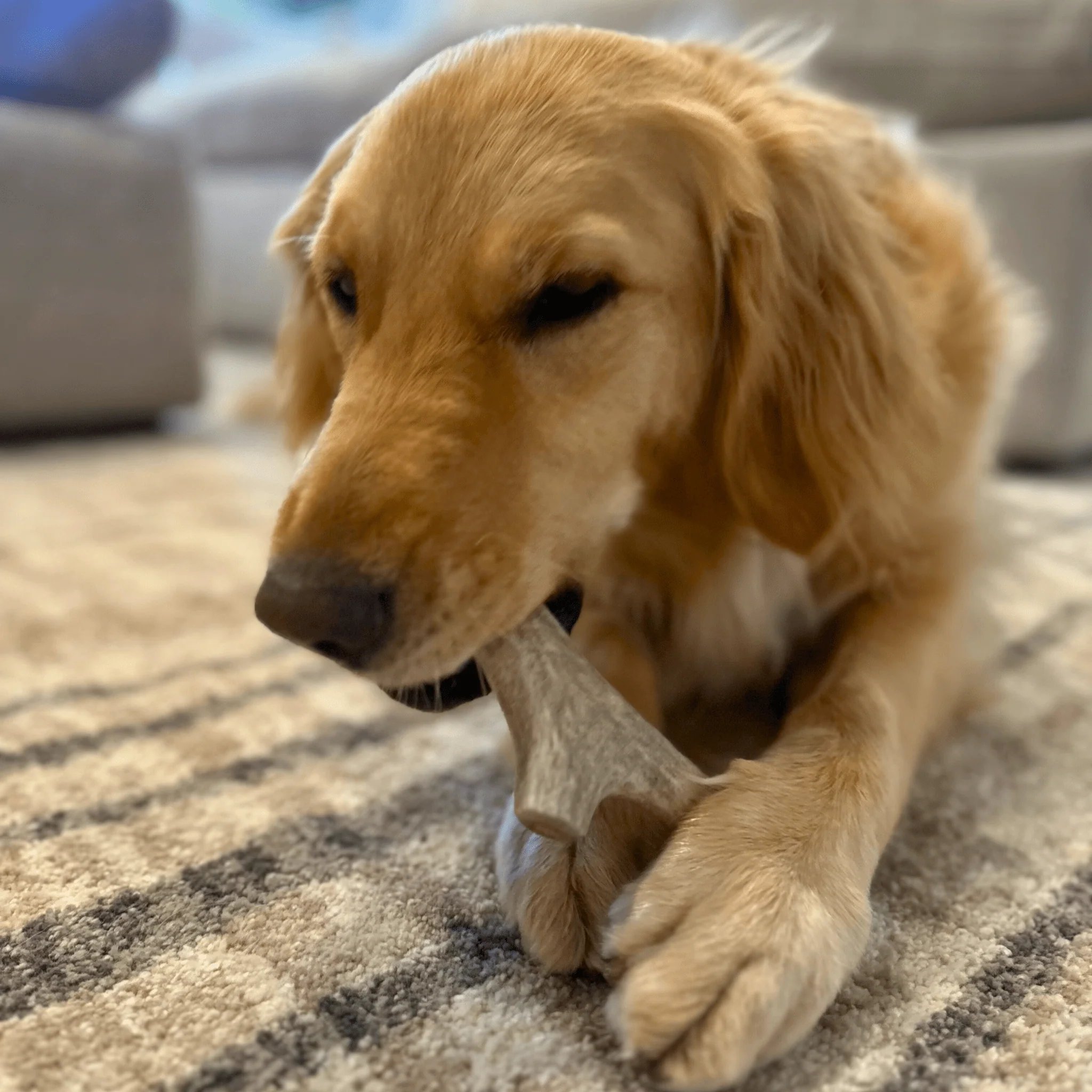 Farm To Pet Choice of Organic Deer Antler Dog Chew - Image 7