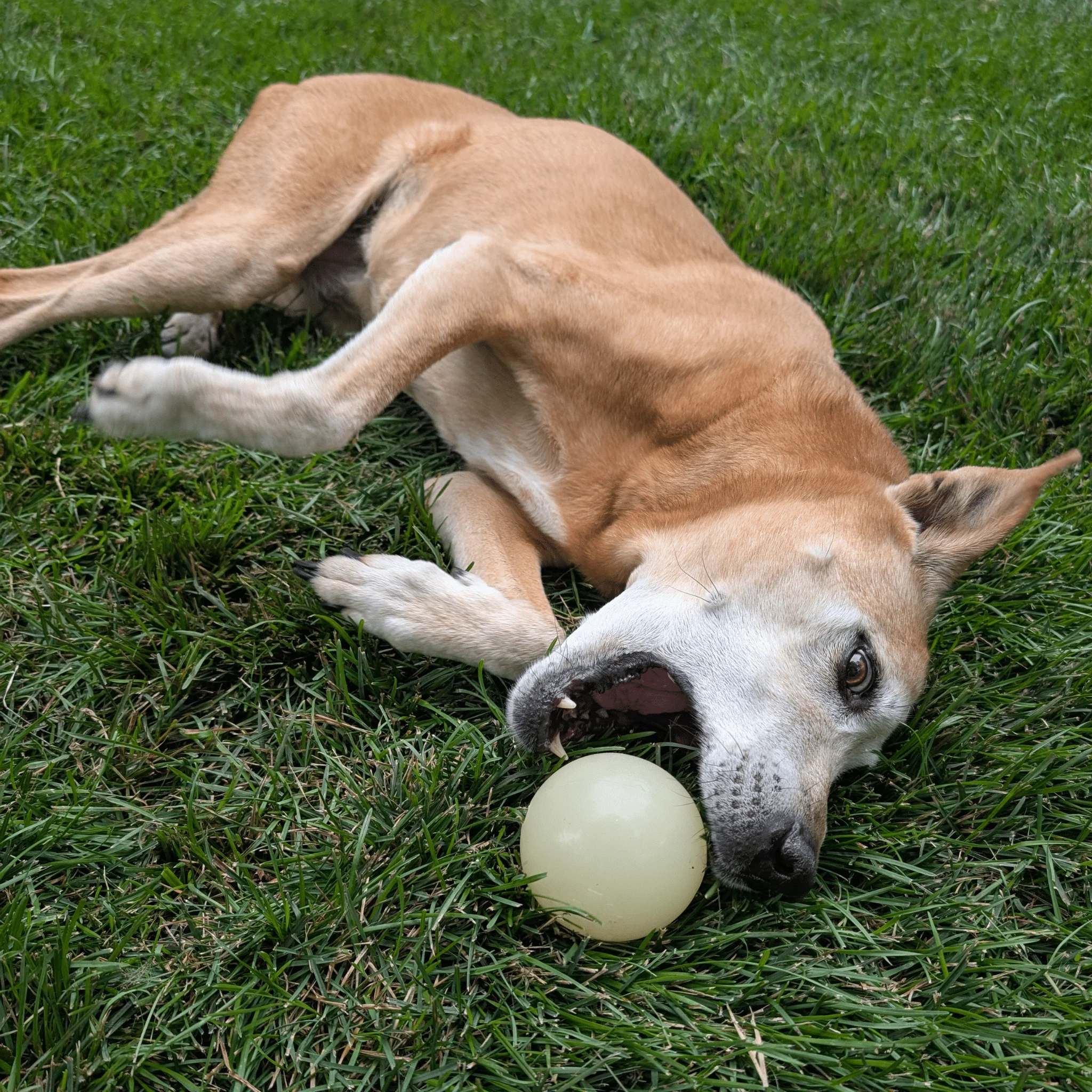 Farm To Pet Choice of Dog Ball - Image 13