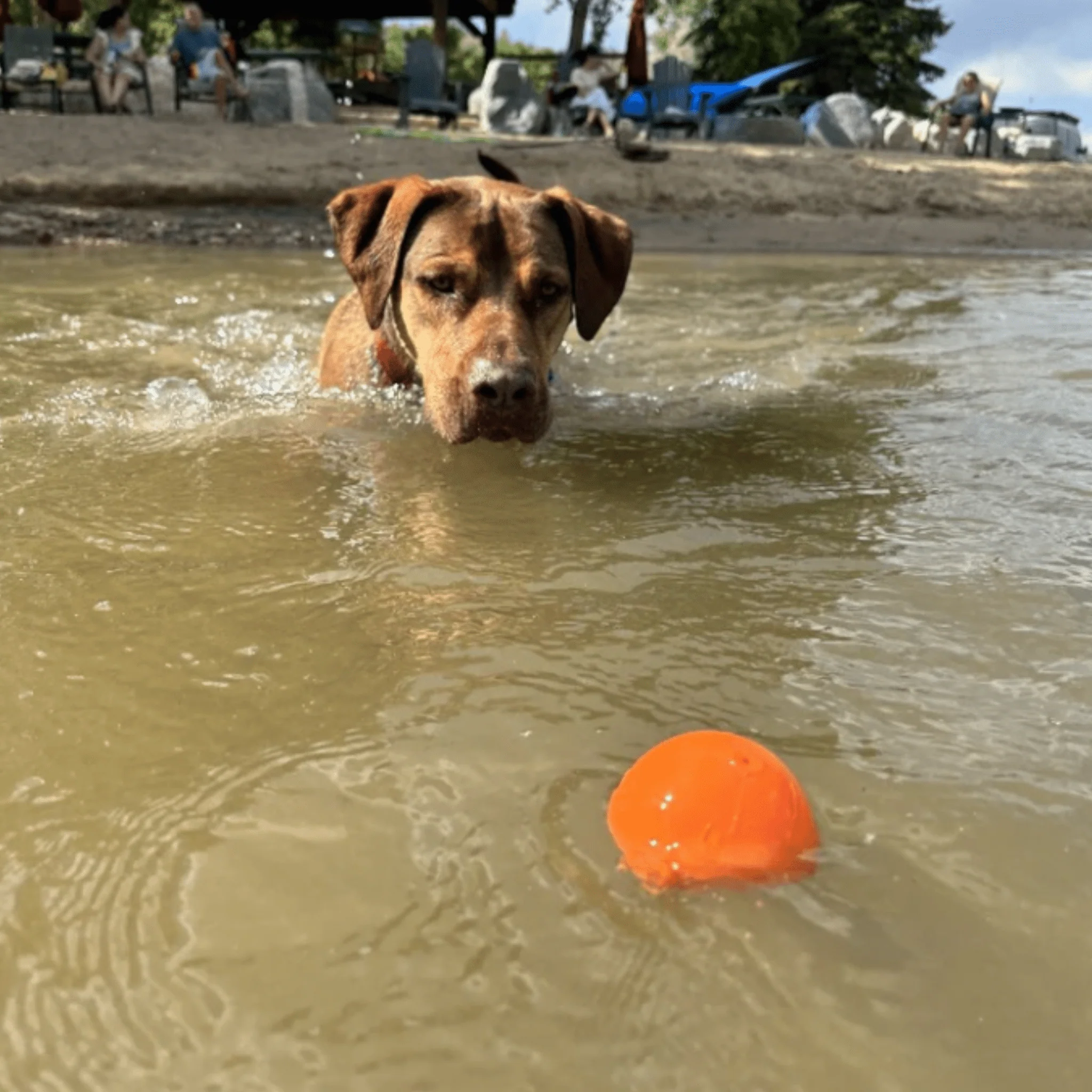 Farm To Pet Choice of Dog Ball - Image 14