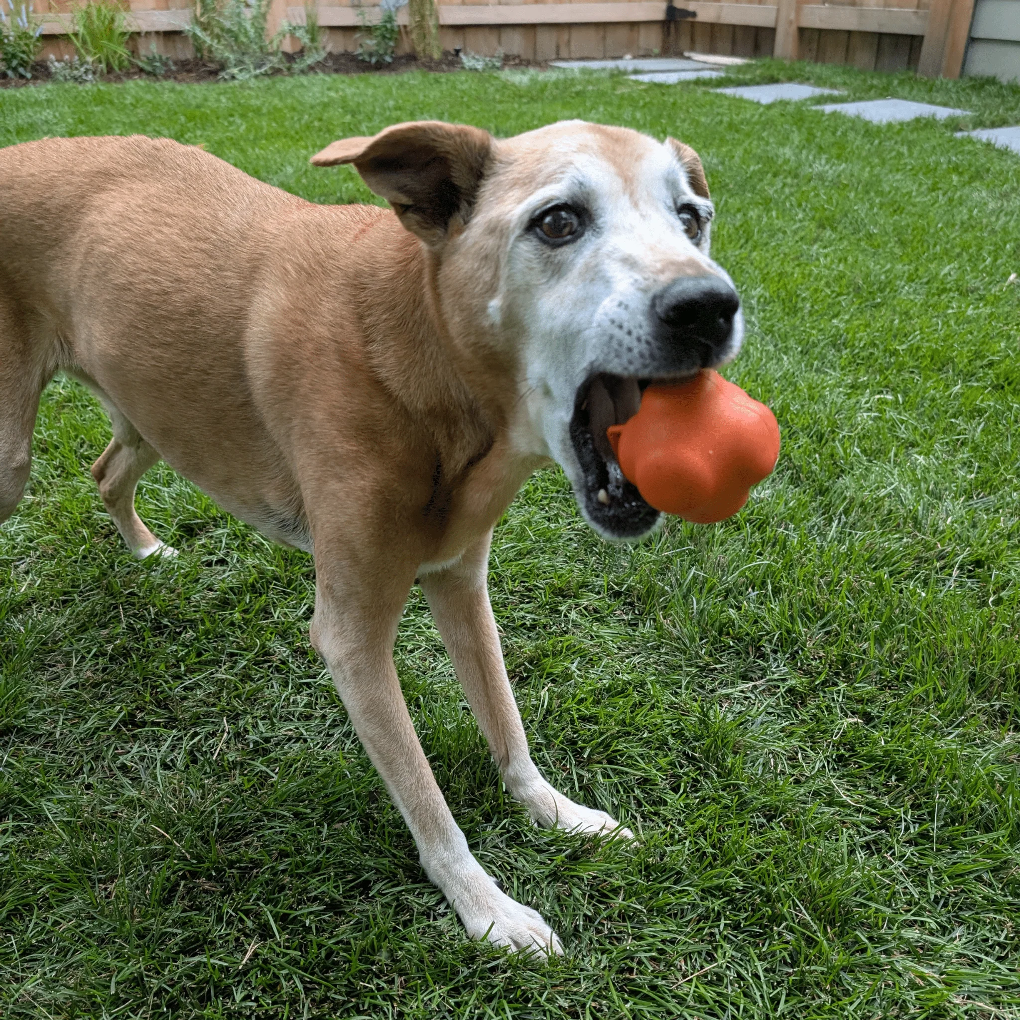 Farm To Pet Choice of Dog Ball - Image 17