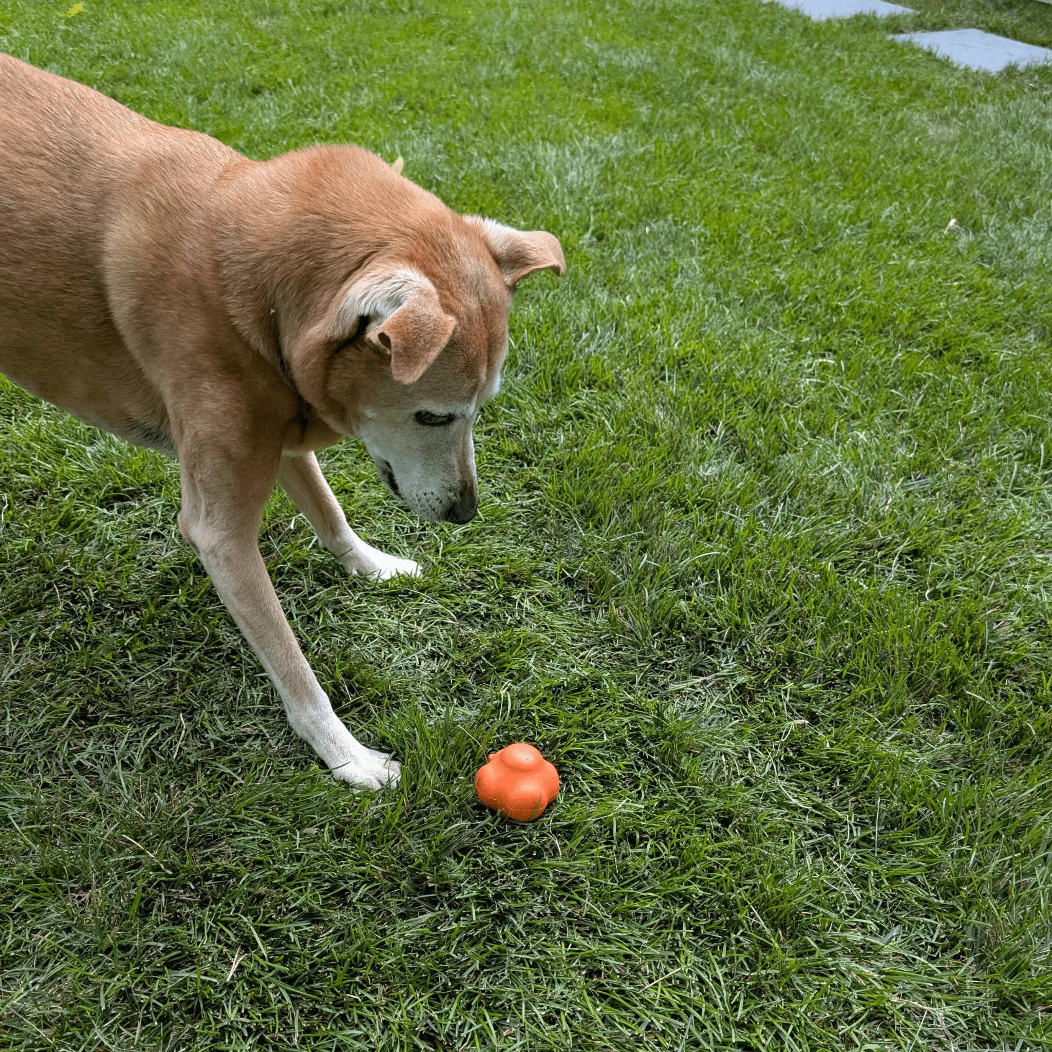 Farm To Pet Choice of Dog Ball - Image 18