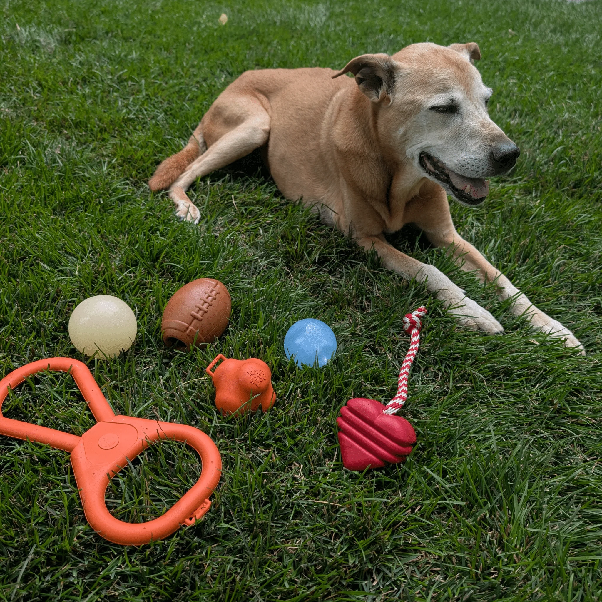 Farm To Pet Choice of Dog Ball - Image 19