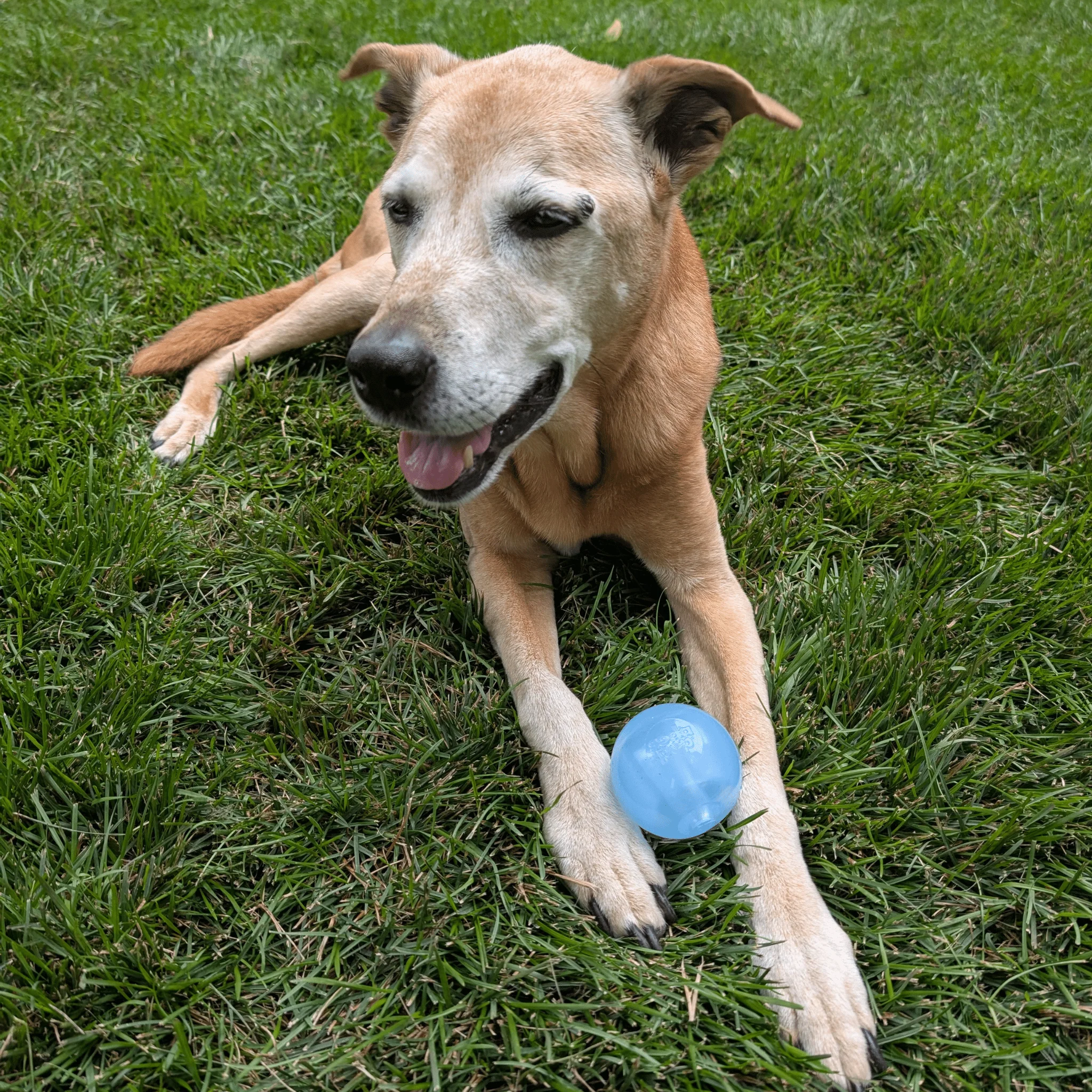 Farm To Pet Choice of Dog Ball - Image 8