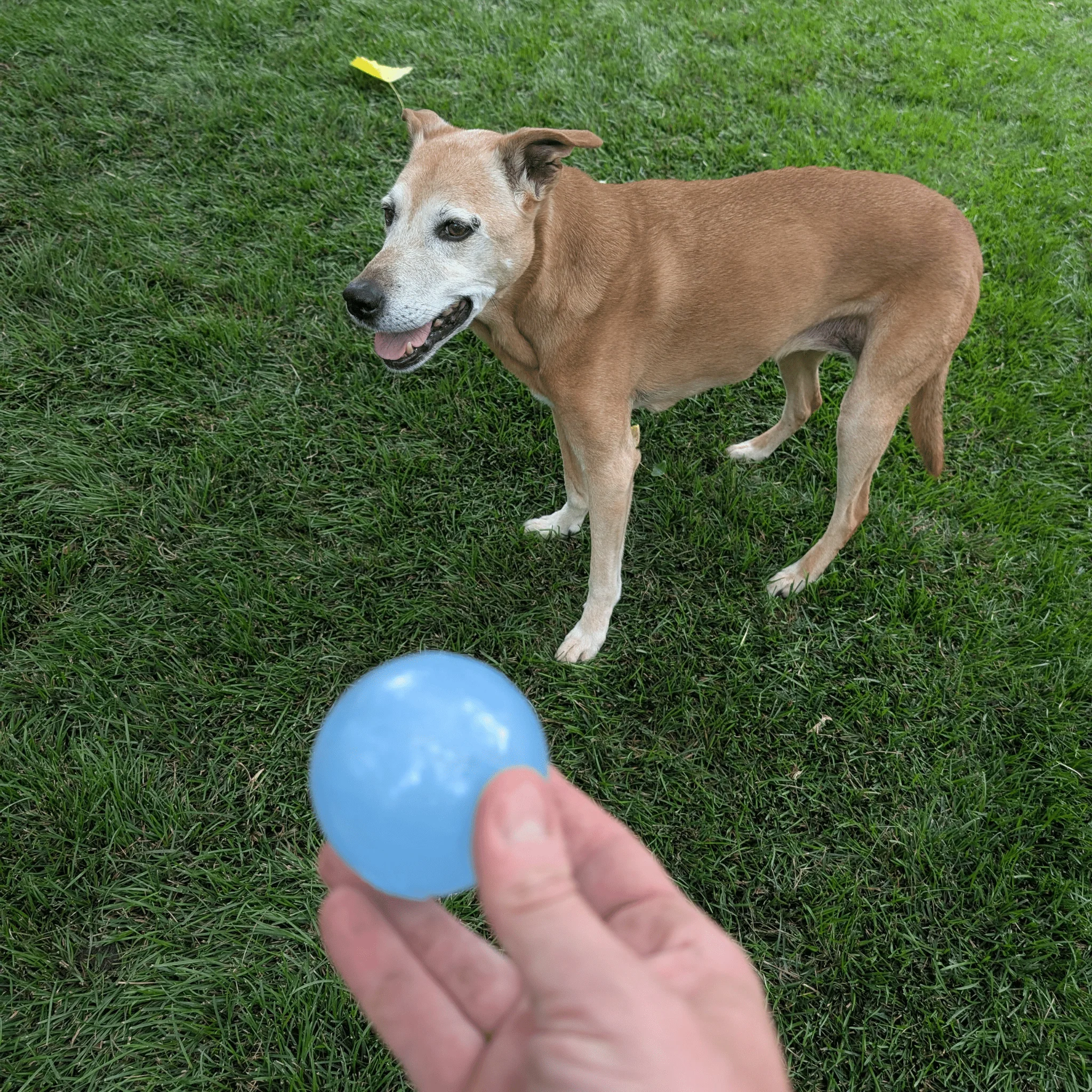 Farm To Pet Choice of Dog Ball - Image 9