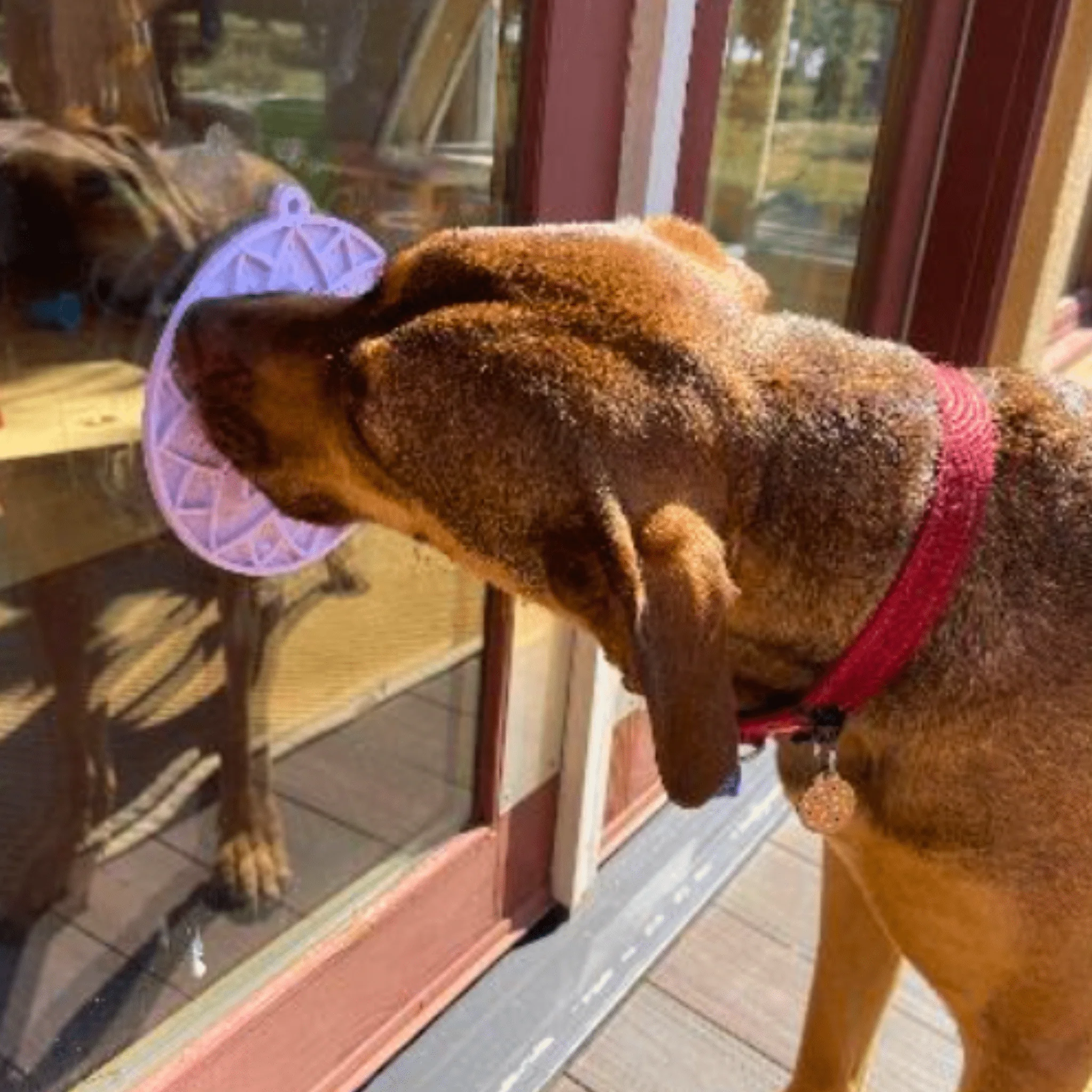 Farm To Pet Choice of Dog Lick Mat with Suction Cups - Image 22