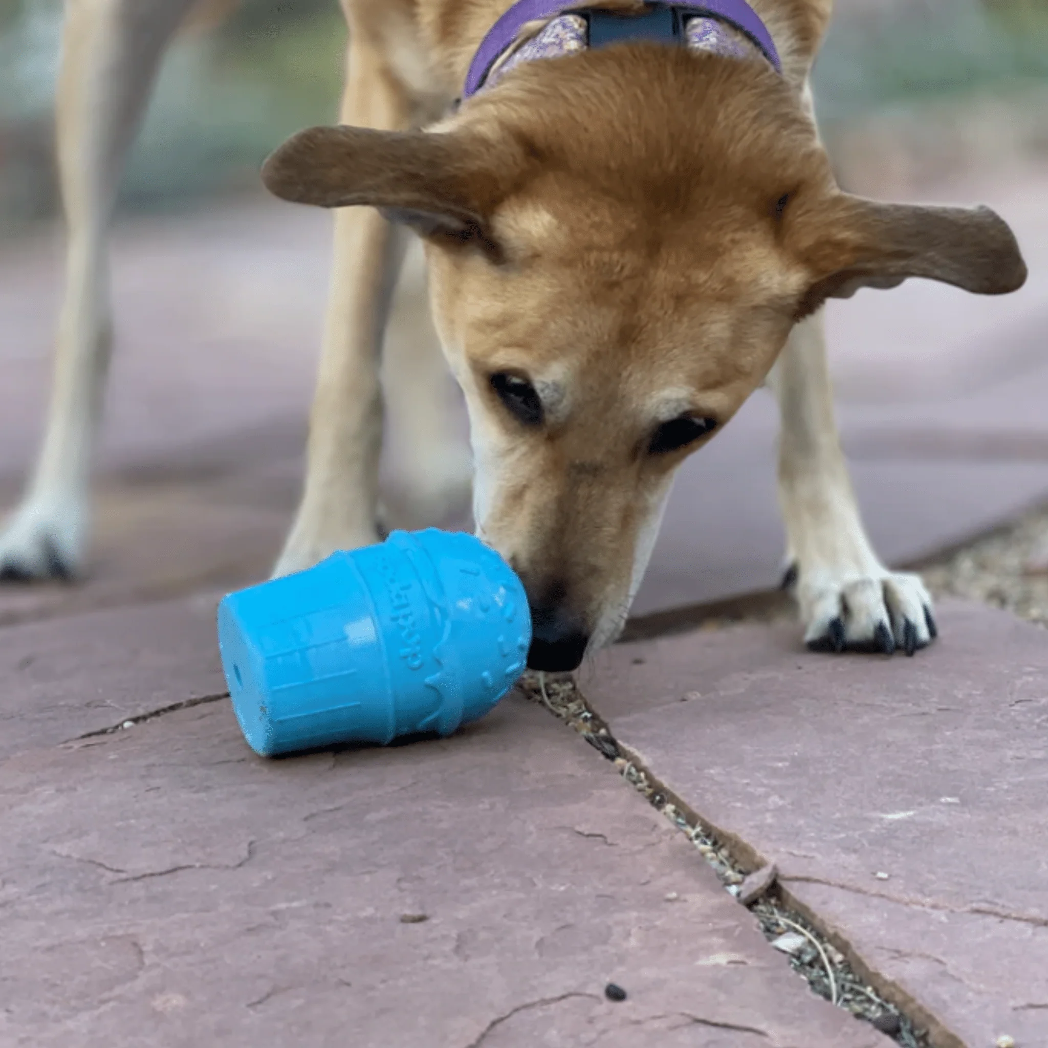 Farm To Pet Choice of Dog Treat Dispenser - Image 16