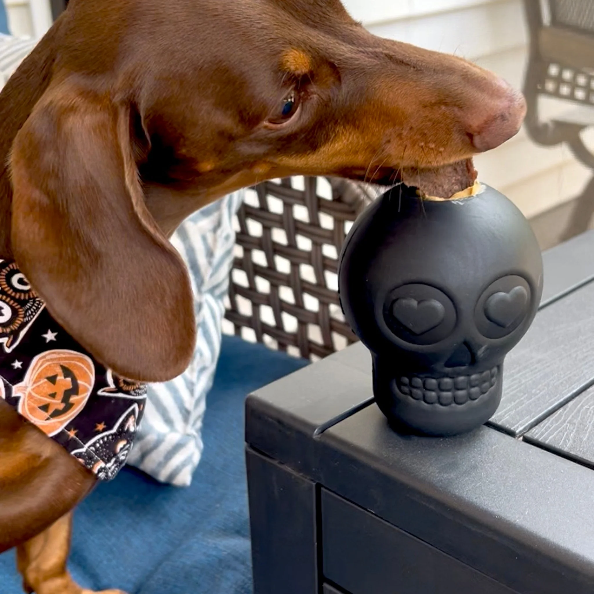 Farm To Pet Choice of Dog Treat Dispenser - Image 31