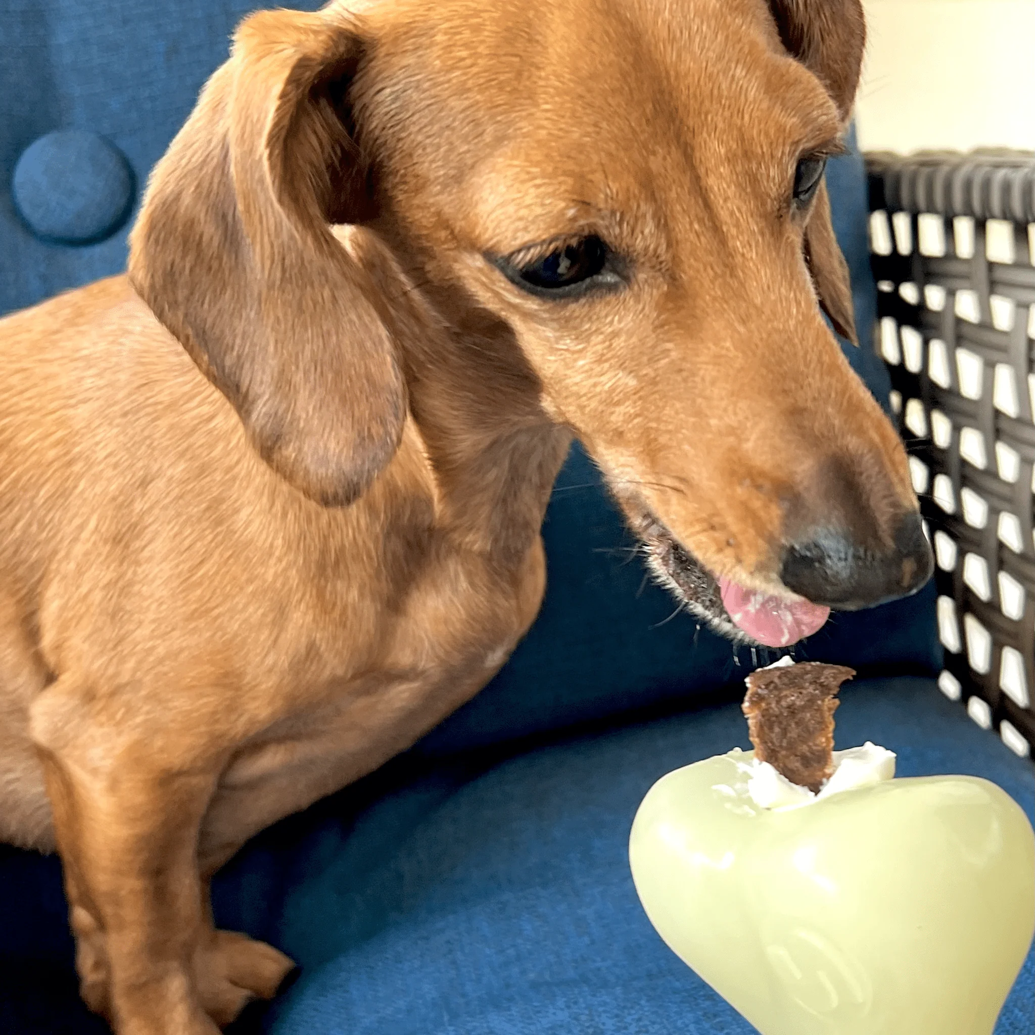 Farm To Pet Choice of Dog Treat Dispenser - Image 36