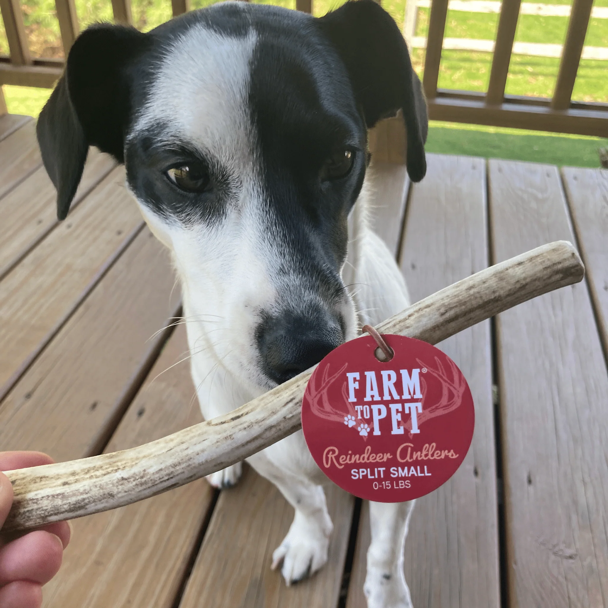 Farm To Pet Choice of Organic Reindeer Antler Dog Chews - Image 13