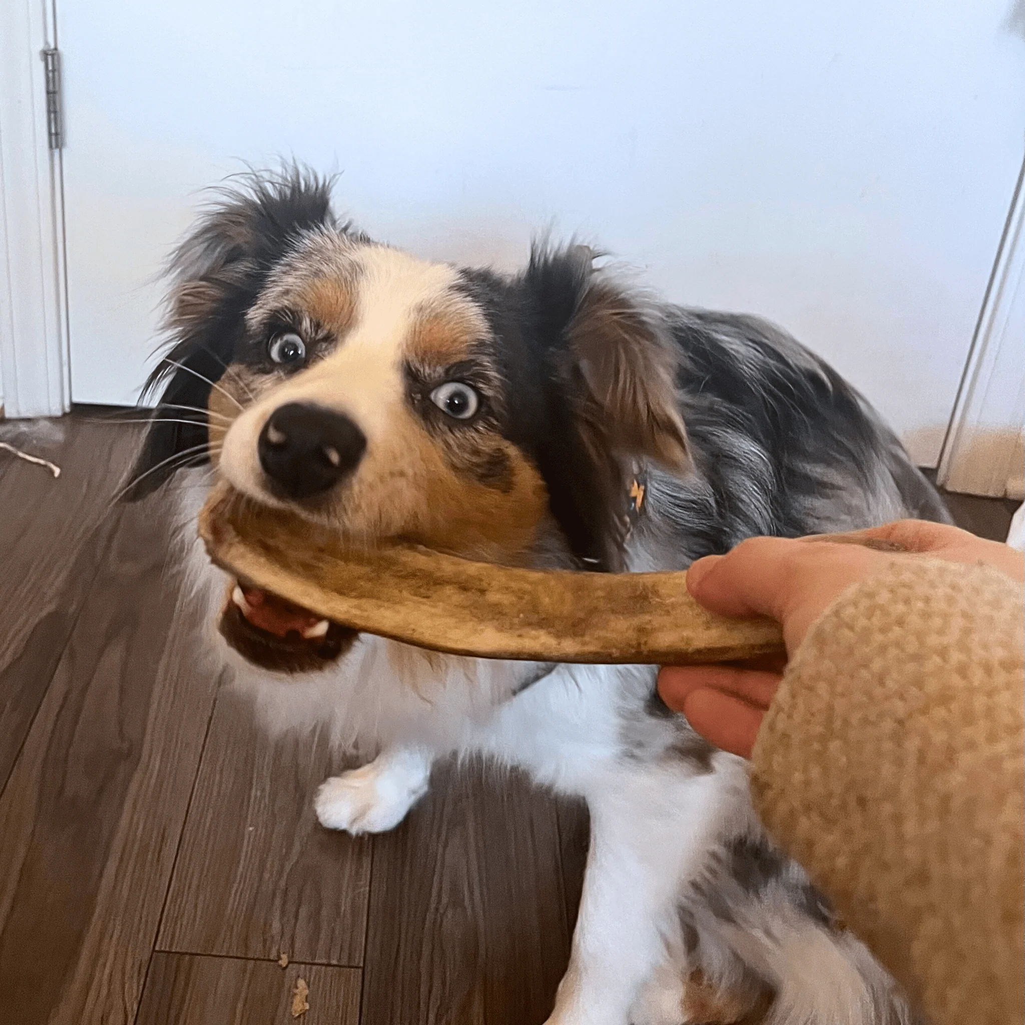 Farm To Pet Choice of Organic Reindeer Antler Dog Chews - Image 16