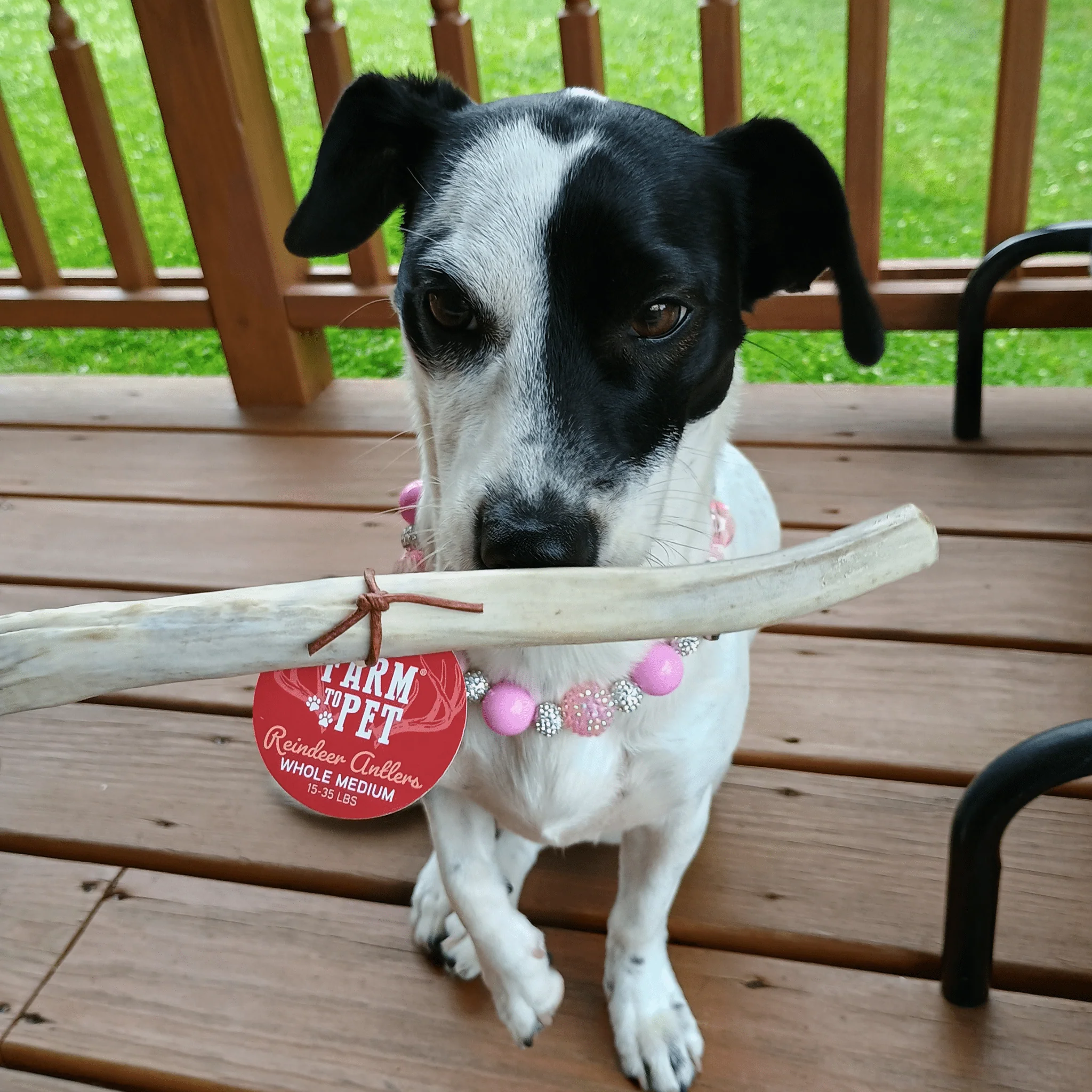 Farm To Pet Choice of Organic Reindeer Antler Dog Chews - Image 18