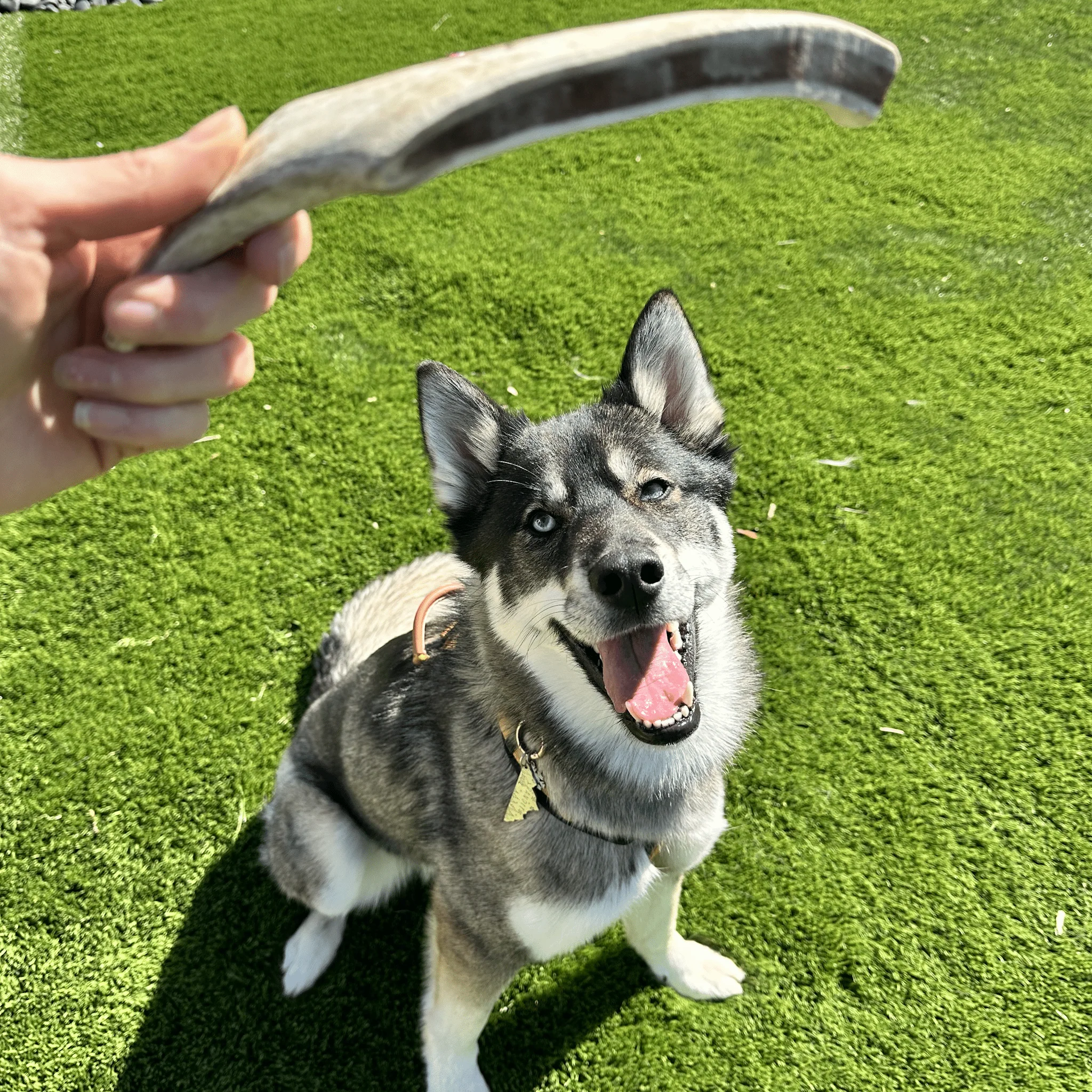 Farm To Pet Choice of Organic Reindeer Antler Dog Chews - Image 20