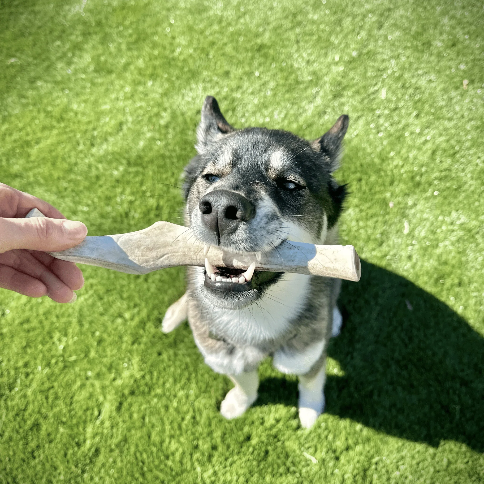 Farm To Pet Choice of Organic Reindeer Antler Dog Chews - Image 21