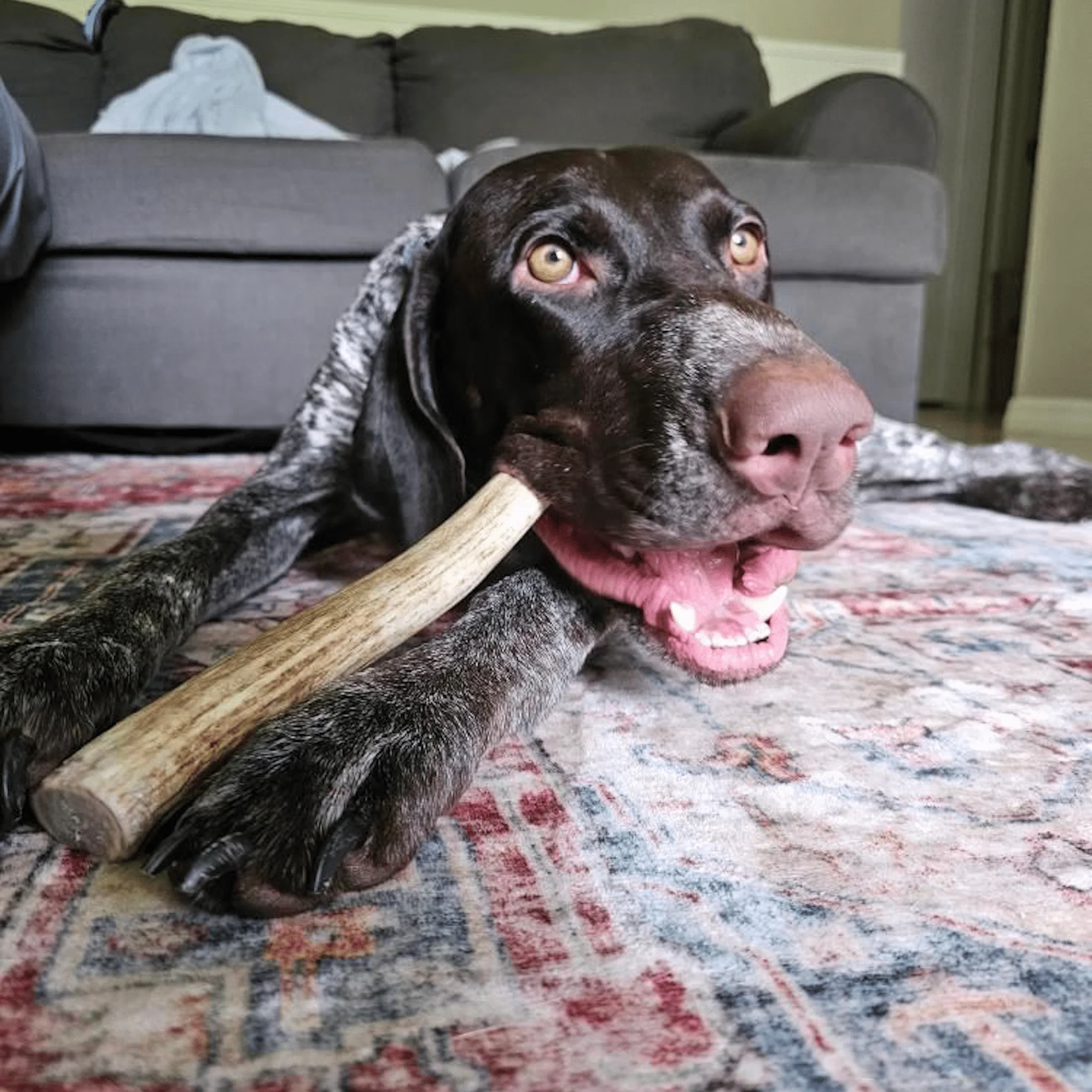 Farm To Pet Choice of Organic Reindeer Antler Dog Chews - Image 23
