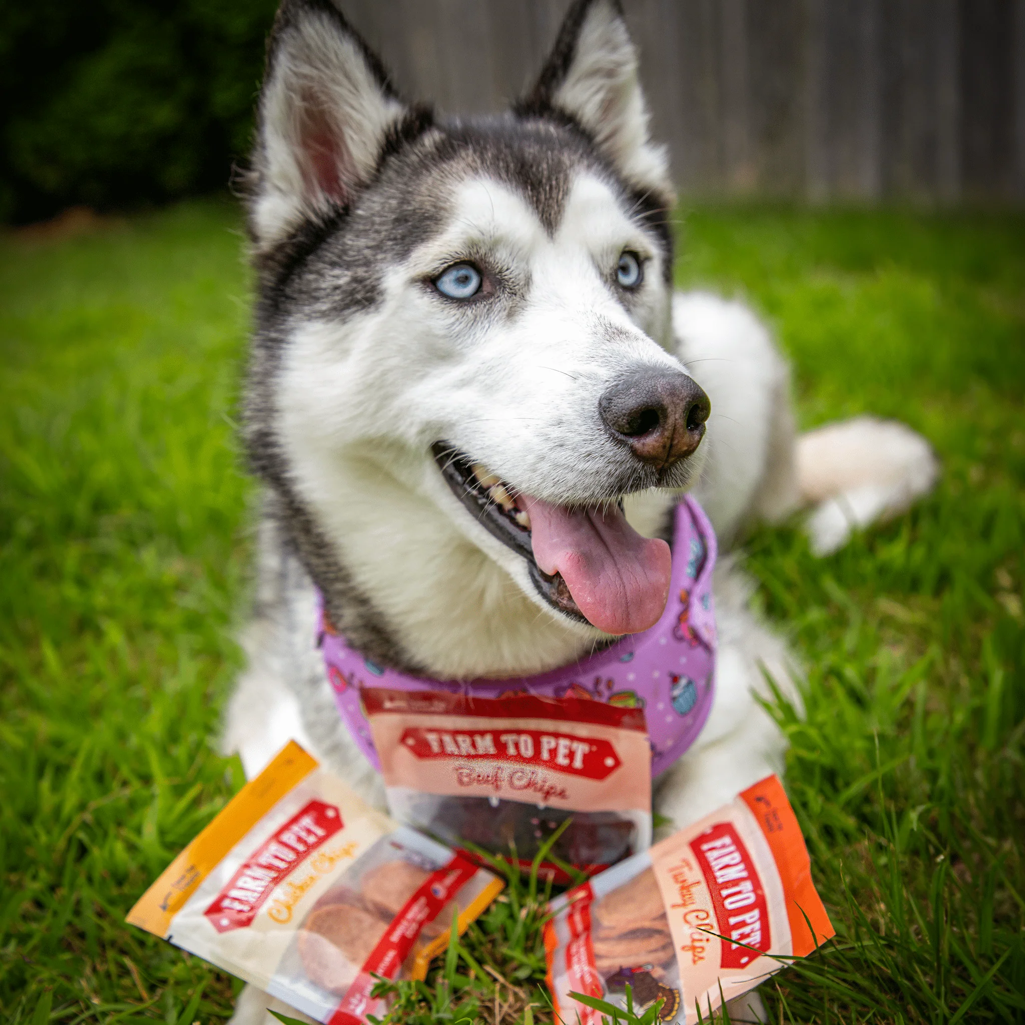 Farm To Pet Single-Ingredient Dog Treats Snack Pack Sampler - Image 8