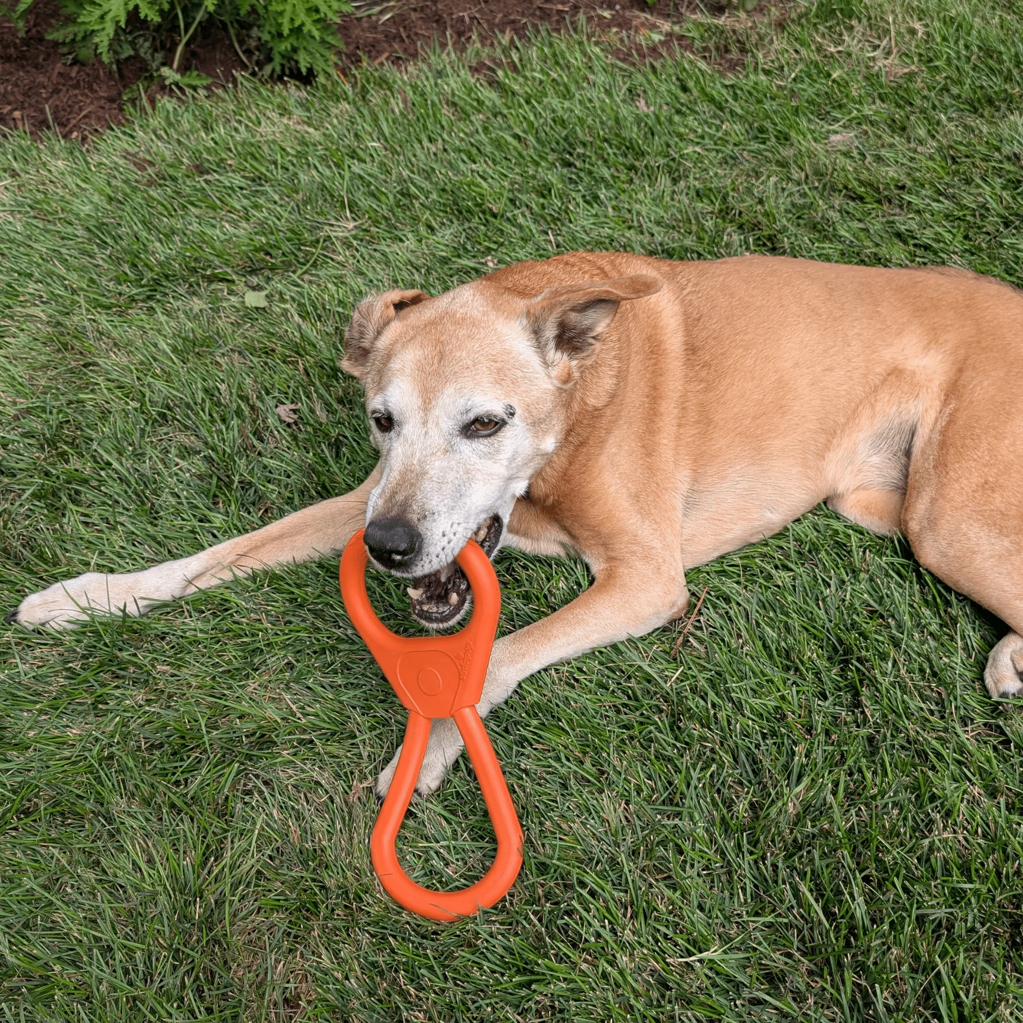 Farm To Pet Choice of Dog Tug Toy - Image 14