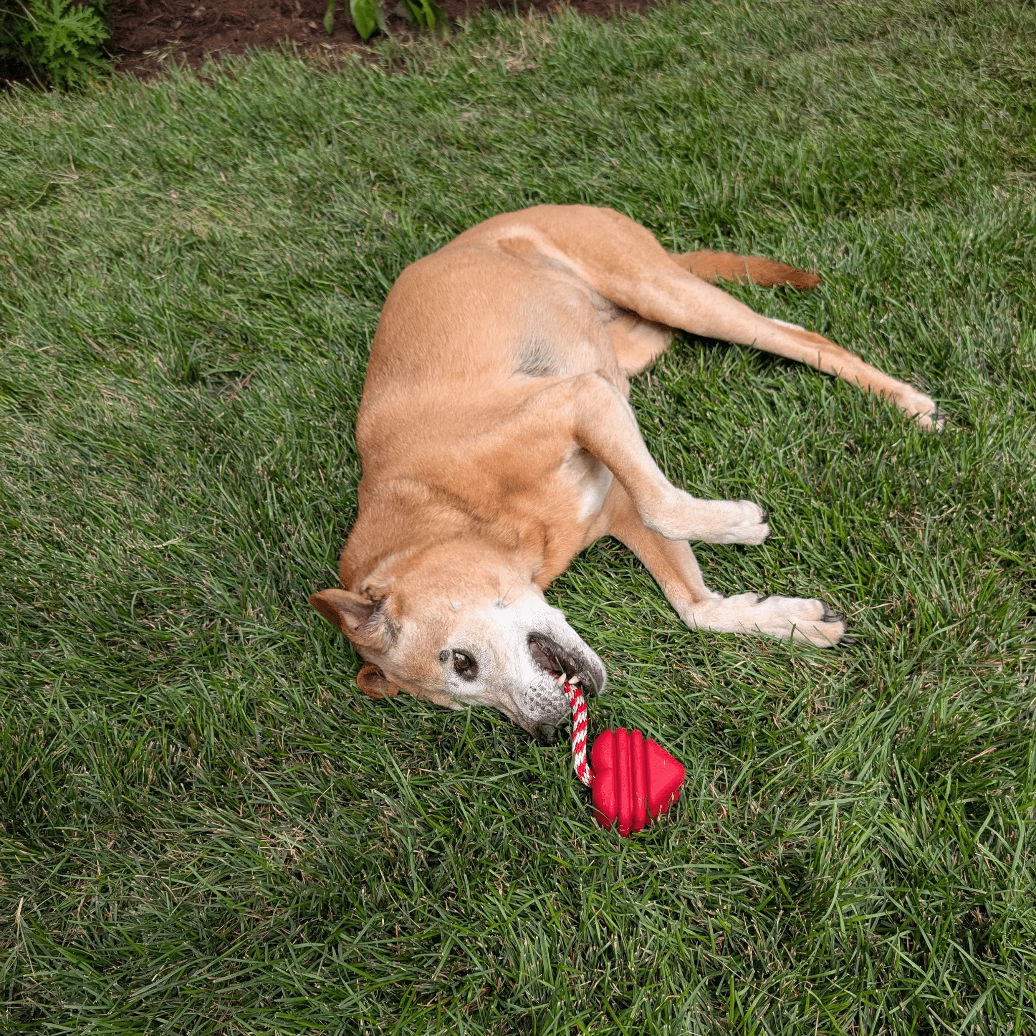 Farm To Pet Choice of Dog Tug Toy - Image 7