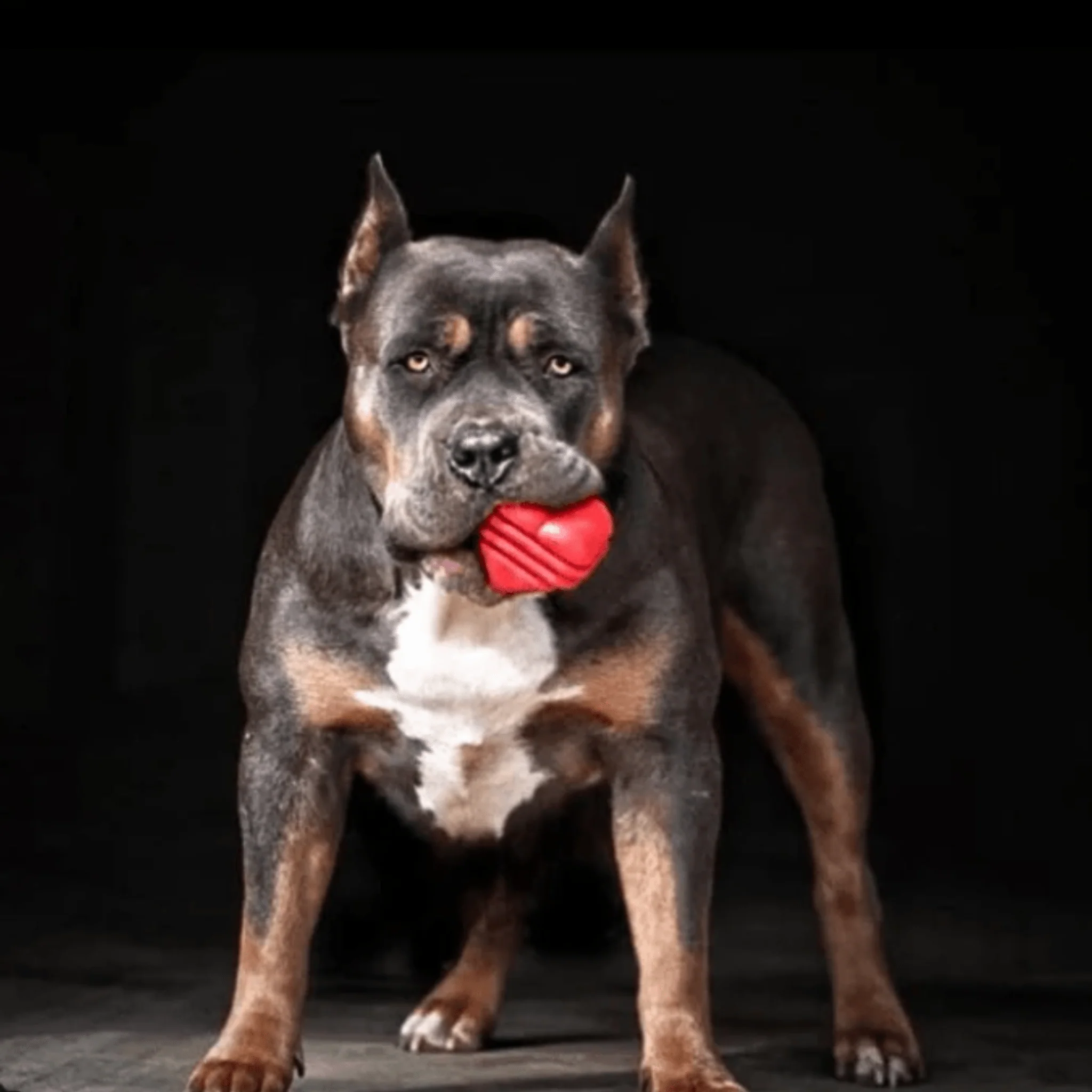 Farm To Pet Choice of Dog Tug Toy - Image 8