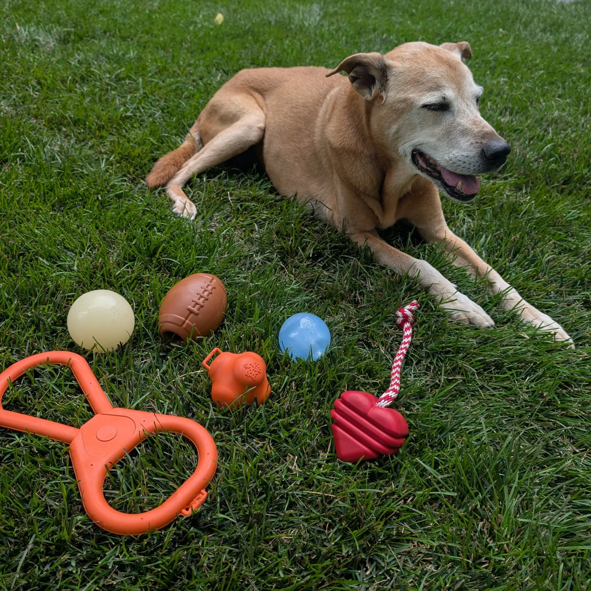 Farm To Pet Choice of Dog Tug Toy - Image 9