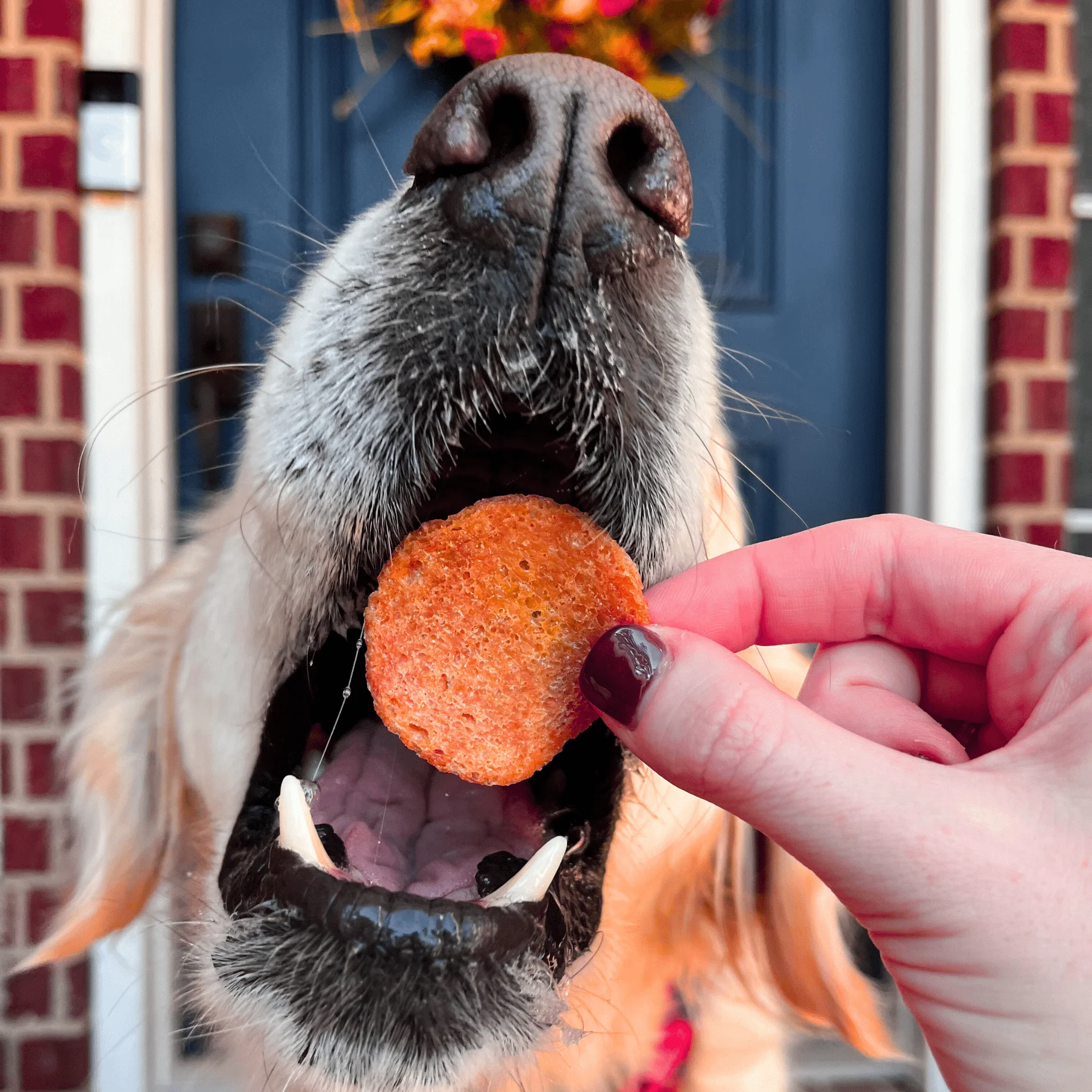 Farm To Pet 100% Natural Turkey Chip Dog Treats - Image 4